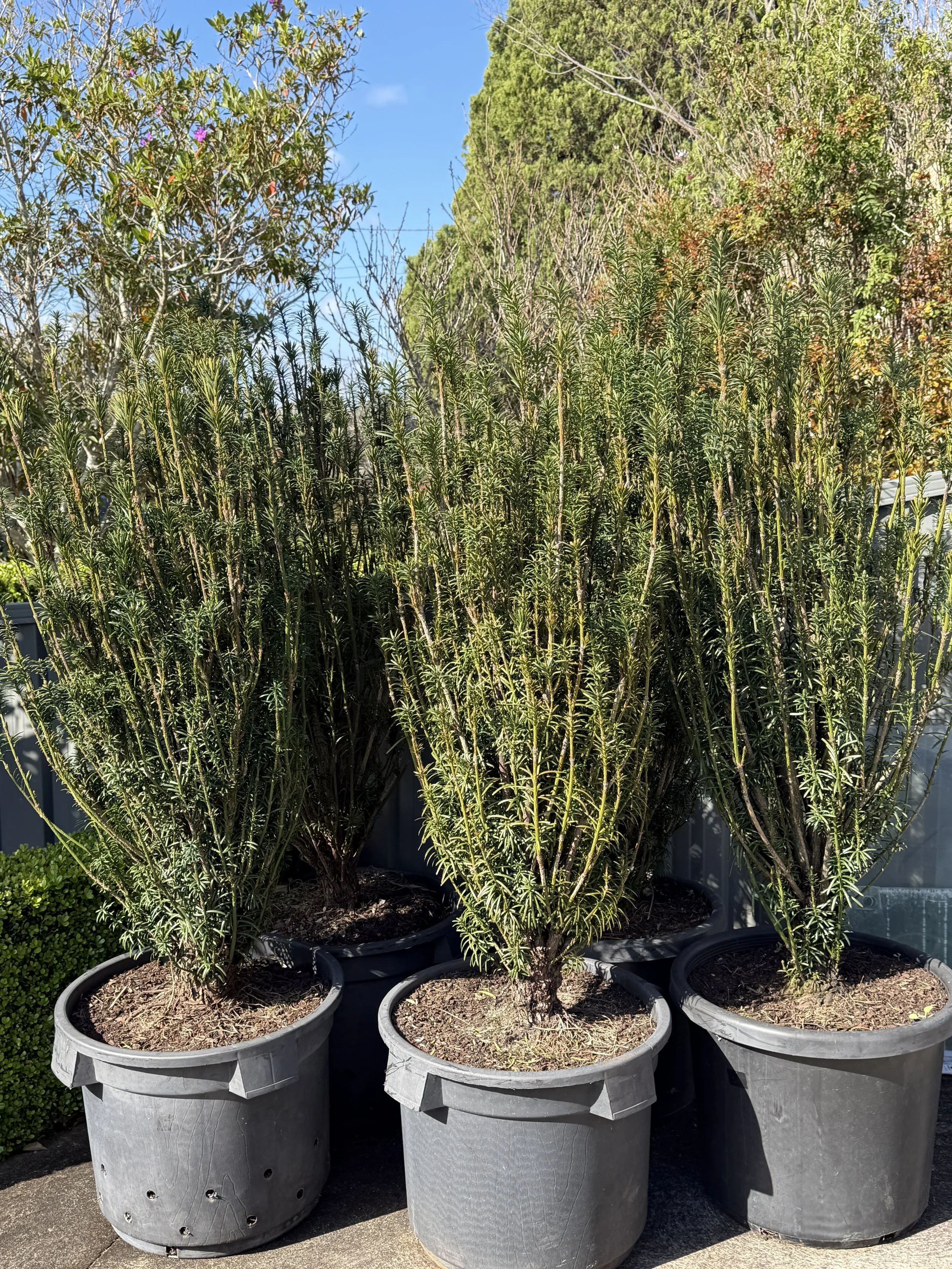 Cephaletaxus on our loading dock awaiting dispatch 260827.JPG