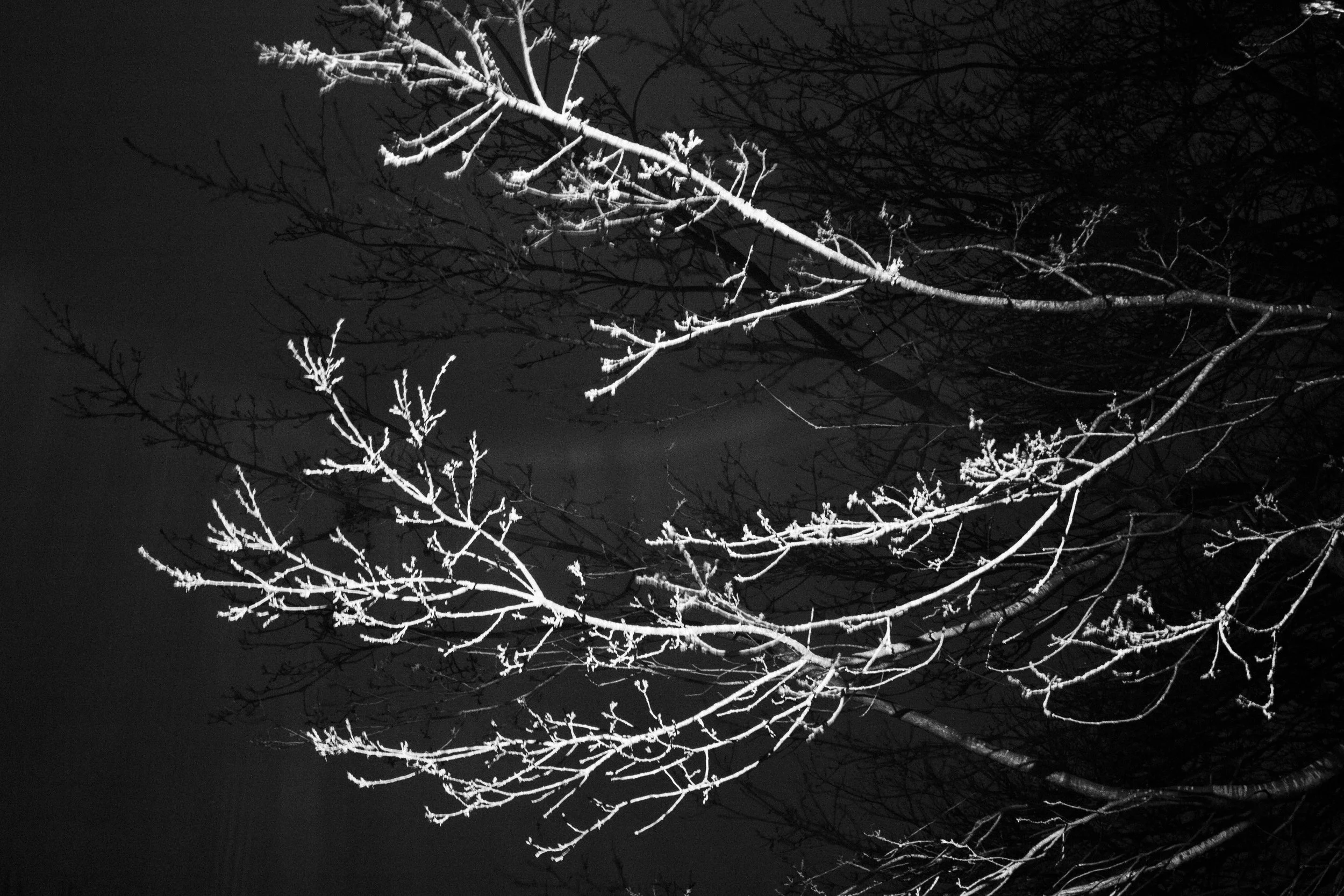 IMG_0312-Enhanced-NR copy.jpg