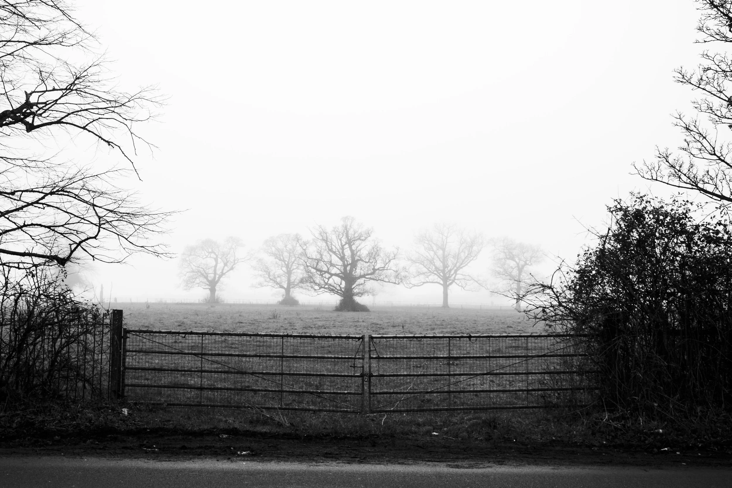 IMG_0029-Enhanced-NR copy.jpg