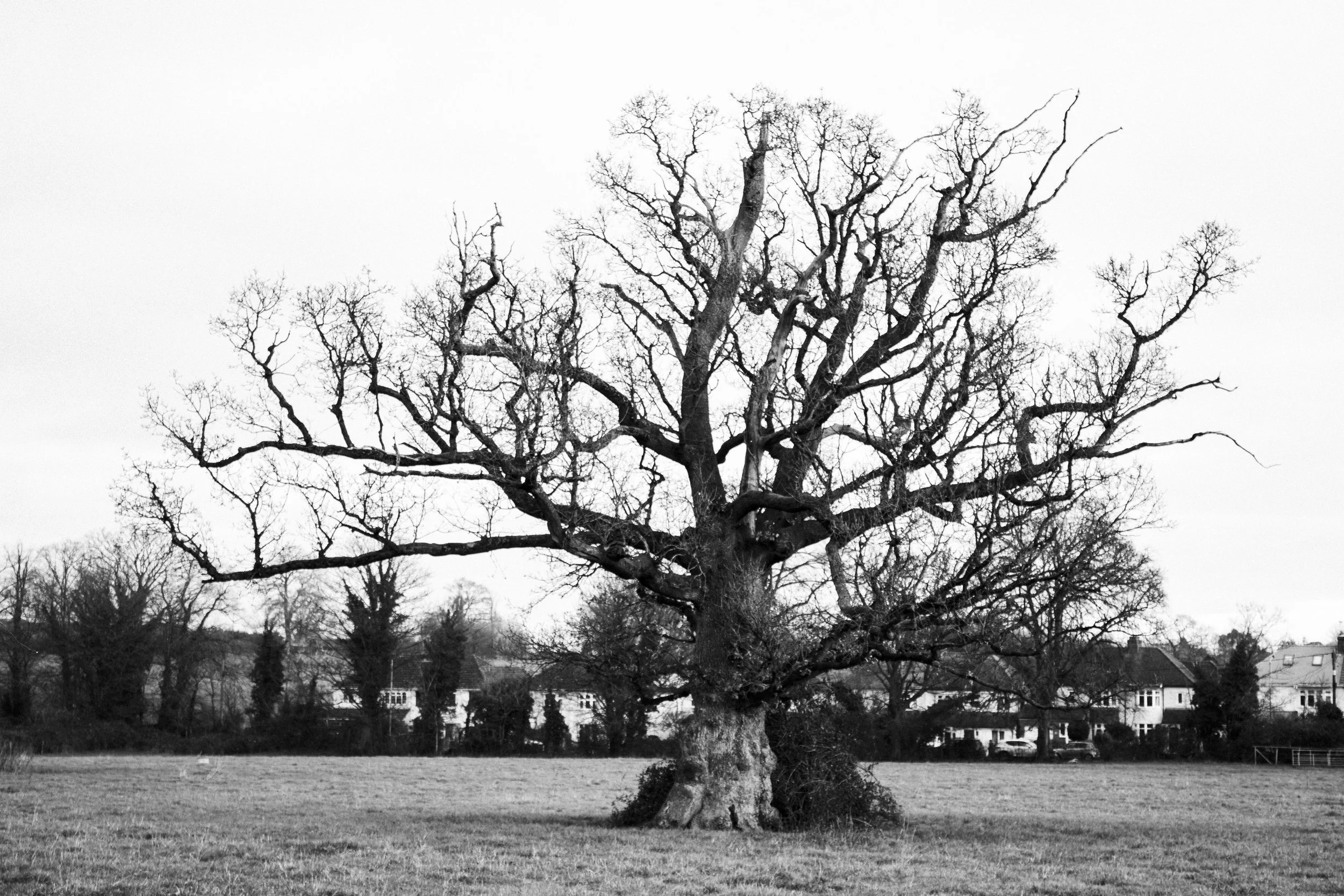 IMG_0209-Enhanced-NR copy.jpg