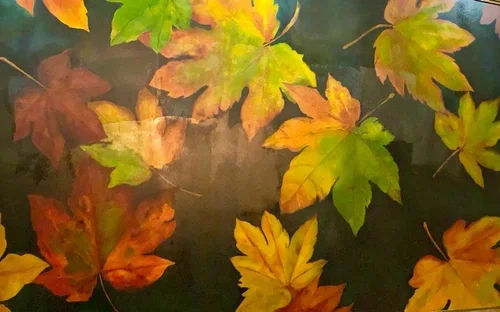 Maple Leaves