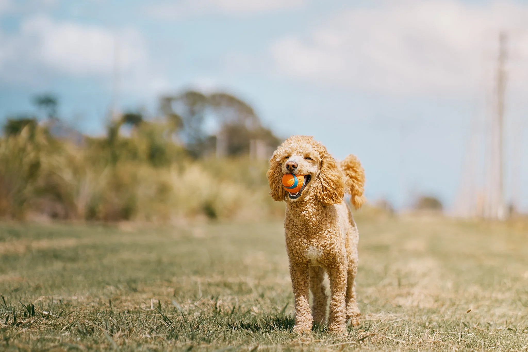 Poodle dog standing on grass field with a ball in its mouth, outdoor setting with blue sky and trees in background.