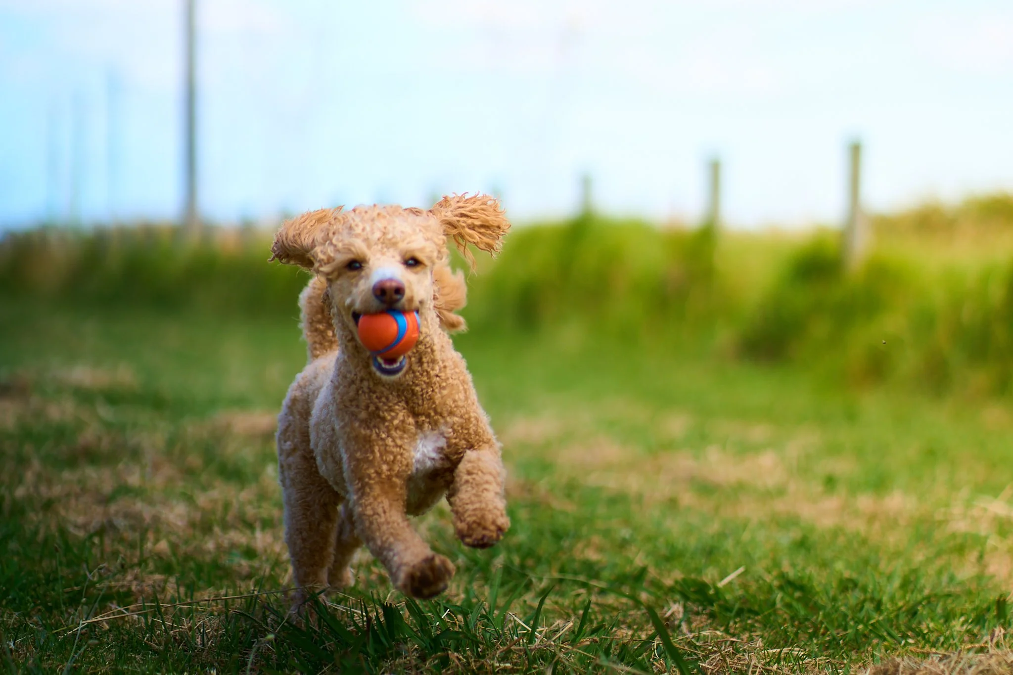 A small, curly-haired dog running on grass with a ball in its mouth.