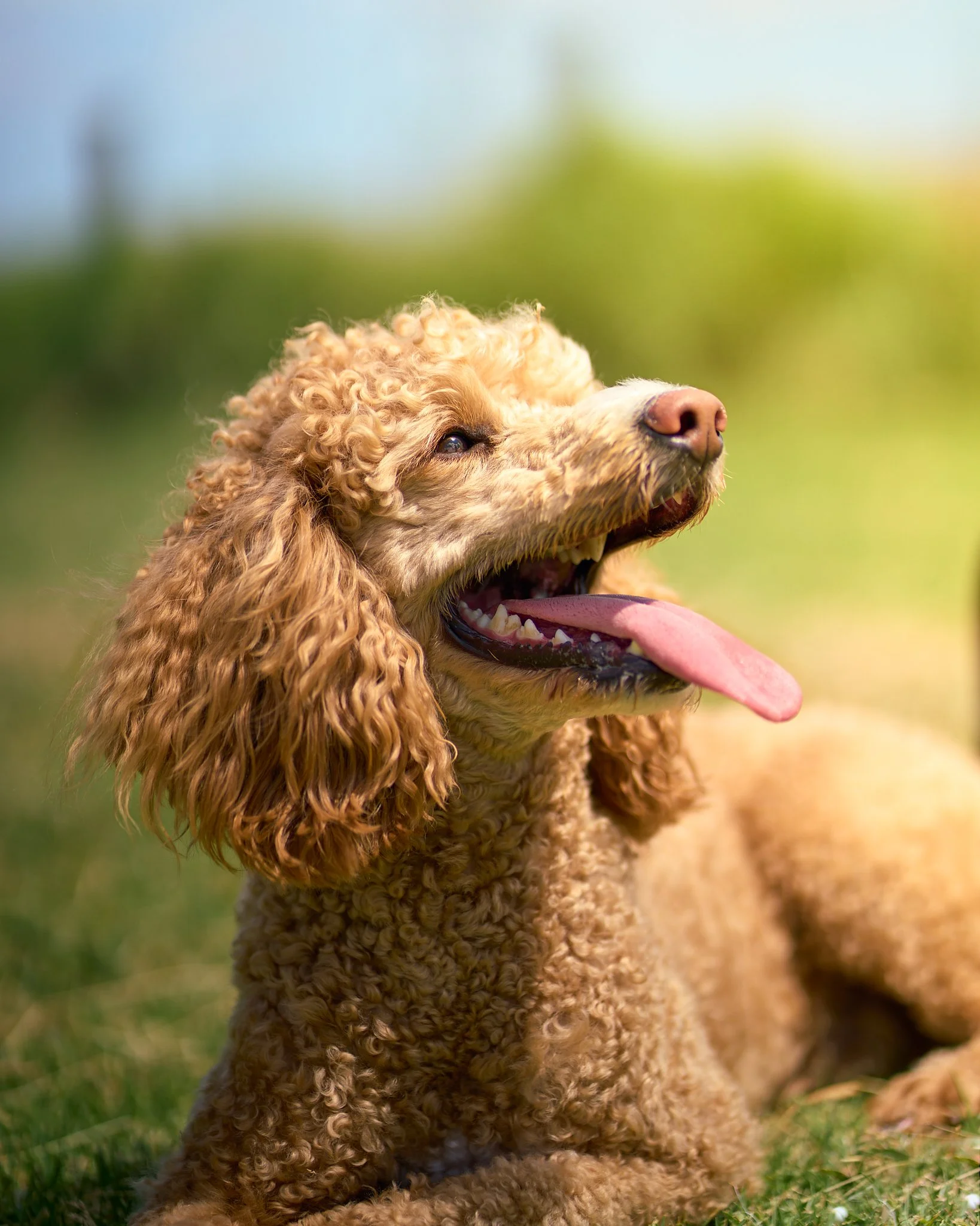 A happy, curly-haired dog with floppy ears sitting on grass outdoors, with its tongue out and eyes squinting.