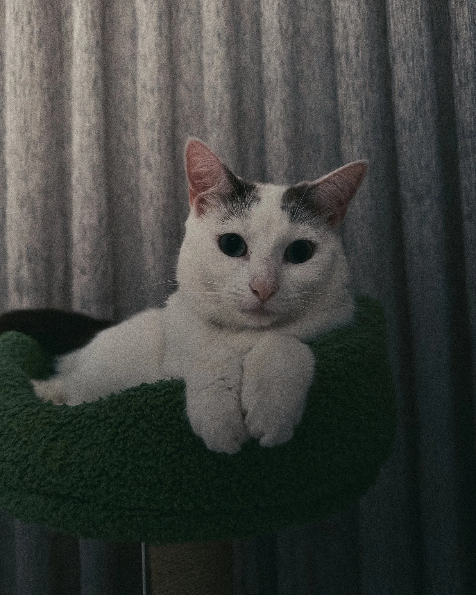 A white cat with black markings relaxing on a green cushion in front of a gray curtain.