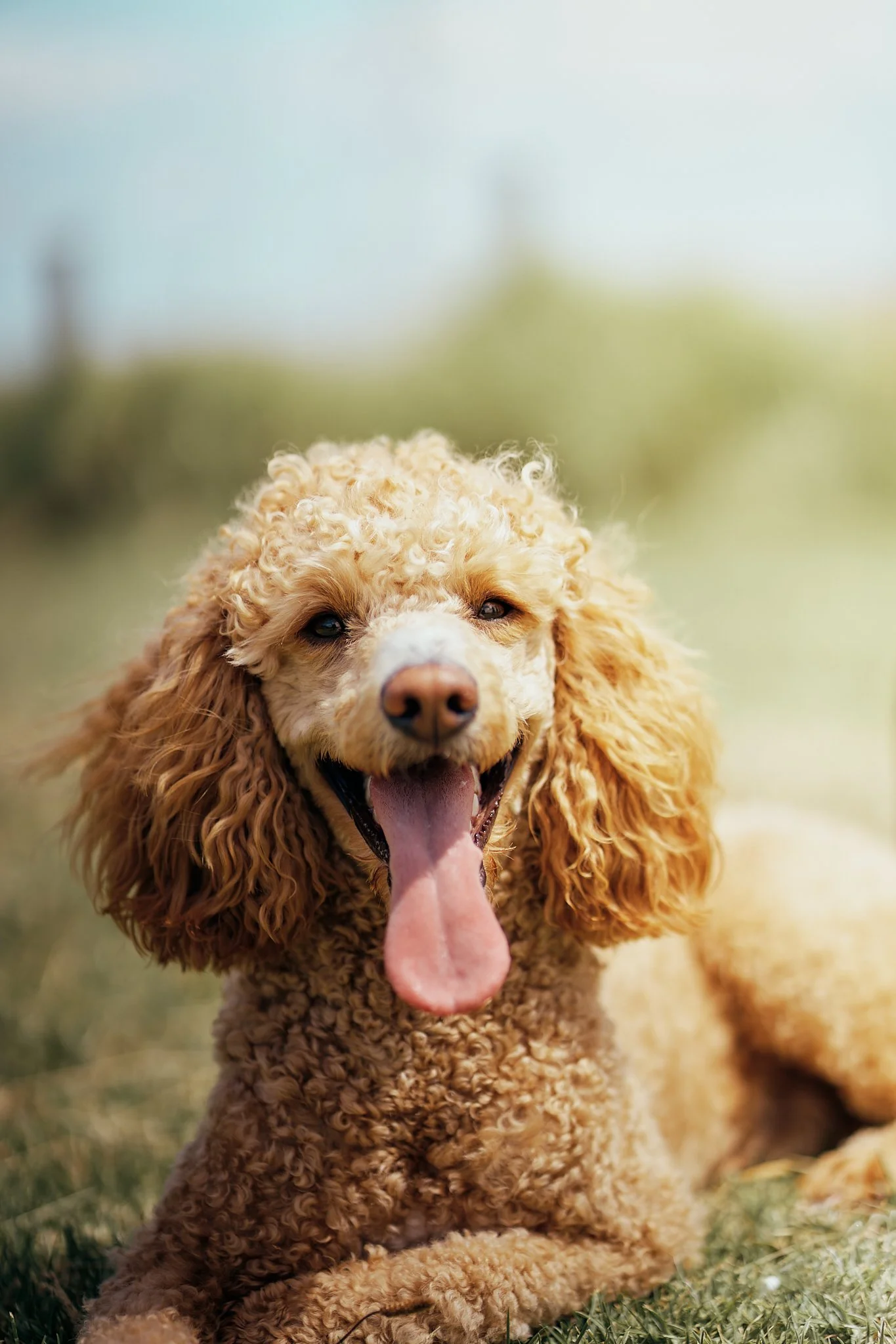 A happy, curly-haired tan poodle resting outdoors on grass with a blurred background of greenery and sky.