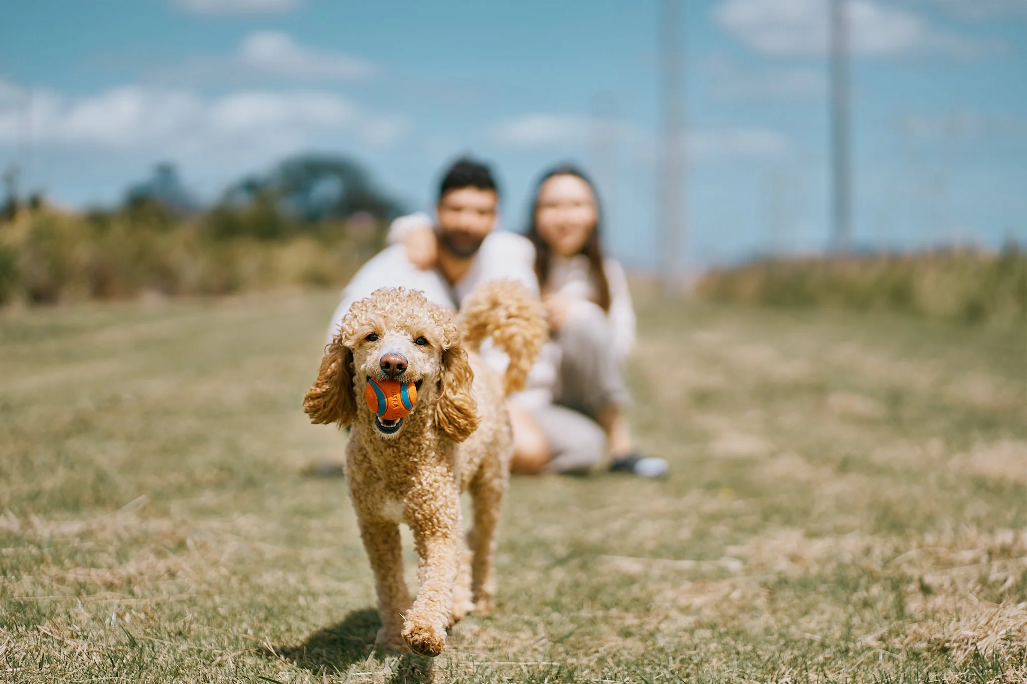 A playful poodle running toward the camera with a ball in its mouth, with a blurred couple sitting on the grass behind, outdoors on a sunny day.