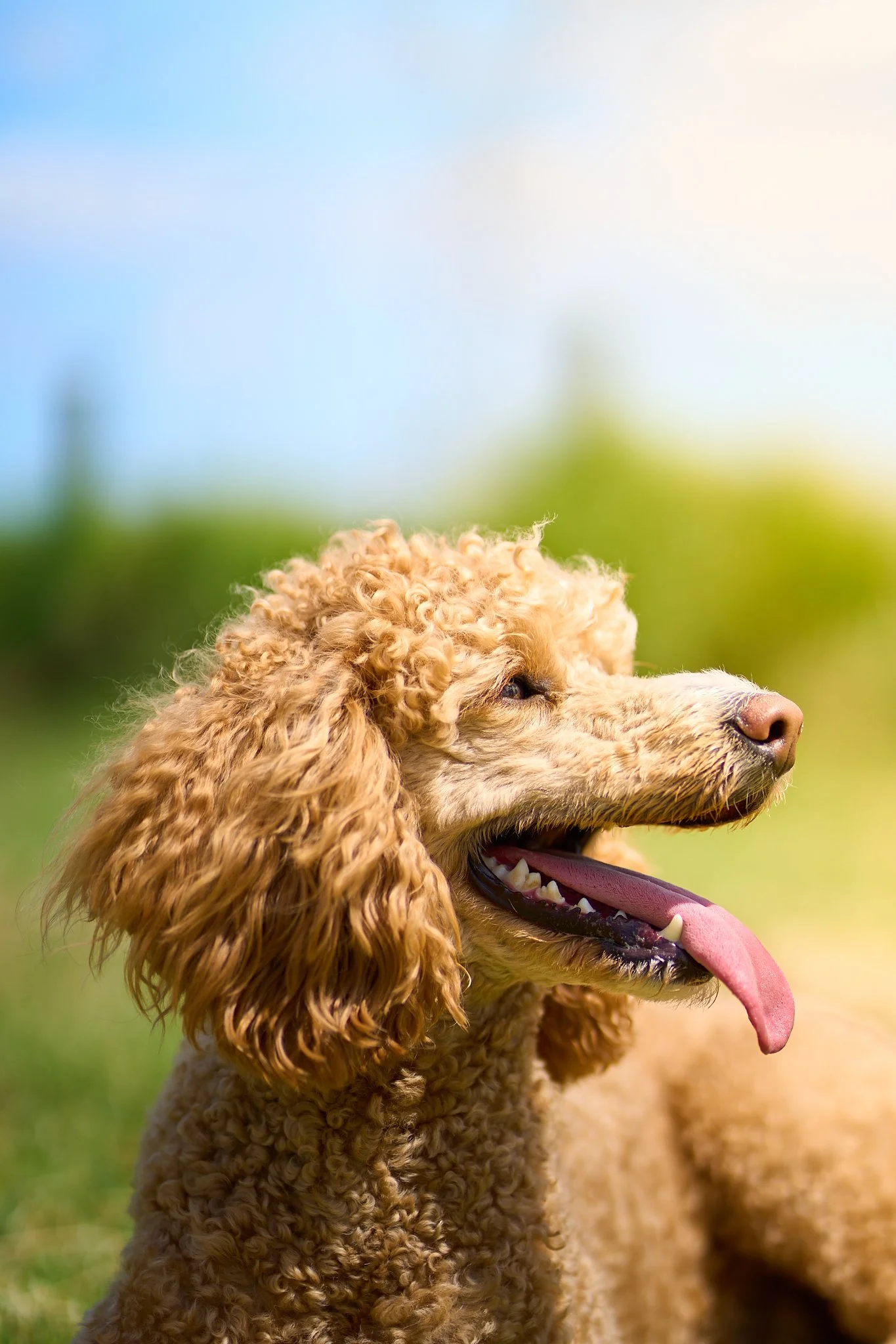 A curly-haired poodle with its tongue out, sitting outdoors on grass with a blurred green and blue background.