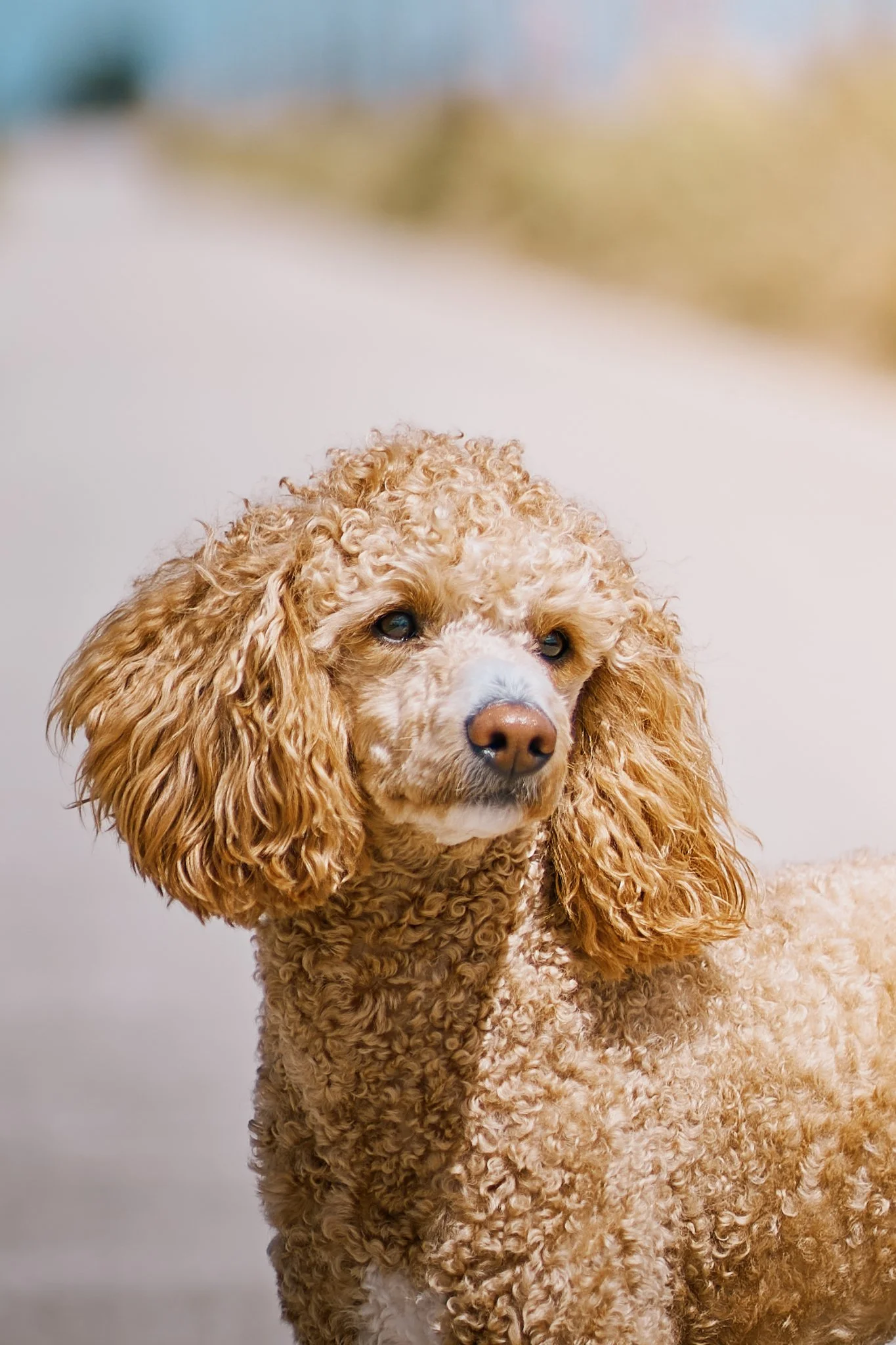 A curly-haired dog with floppy ears standing outdoors on a sunny day.