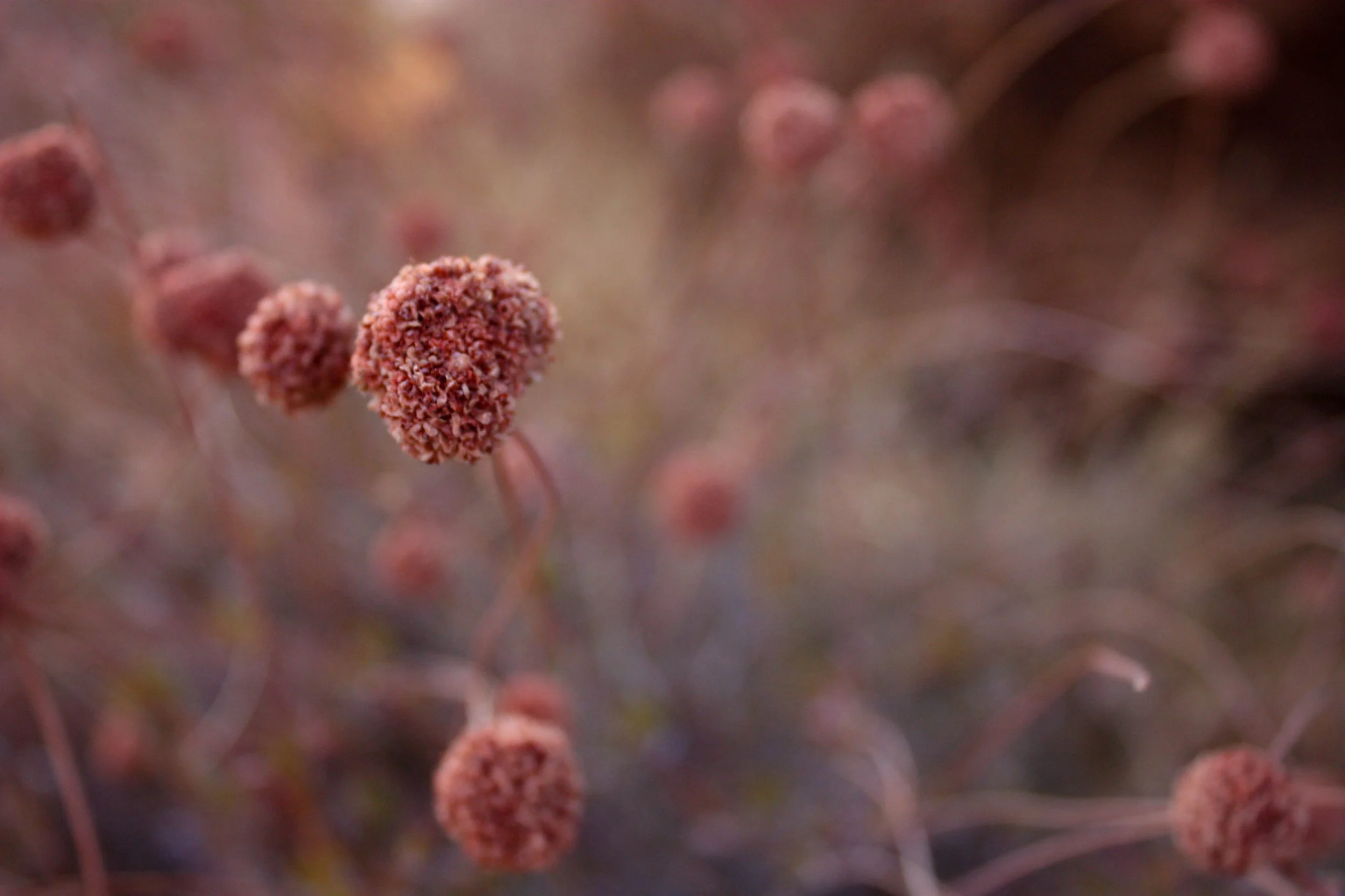 Nærbillede af små, runde, pinkfargede blomsterknopper på stilke