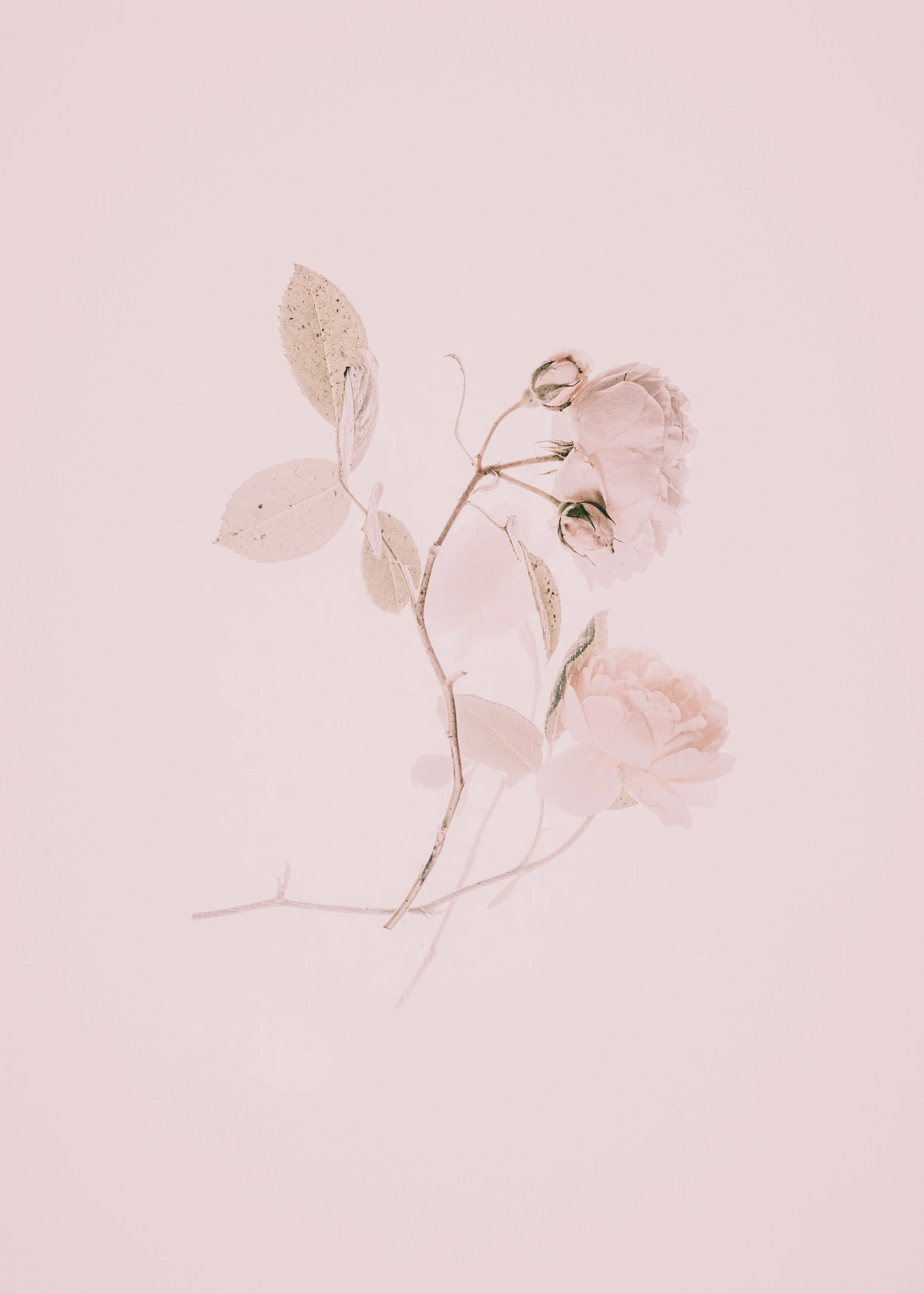 Billede af en lyserosa baggrund med en enkel, delikat lyserød blomsterstængel med blade og blomsterknopper.