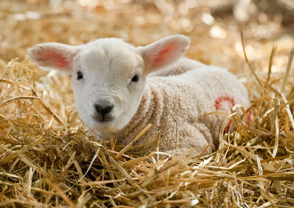 Baby lamb lying in straw