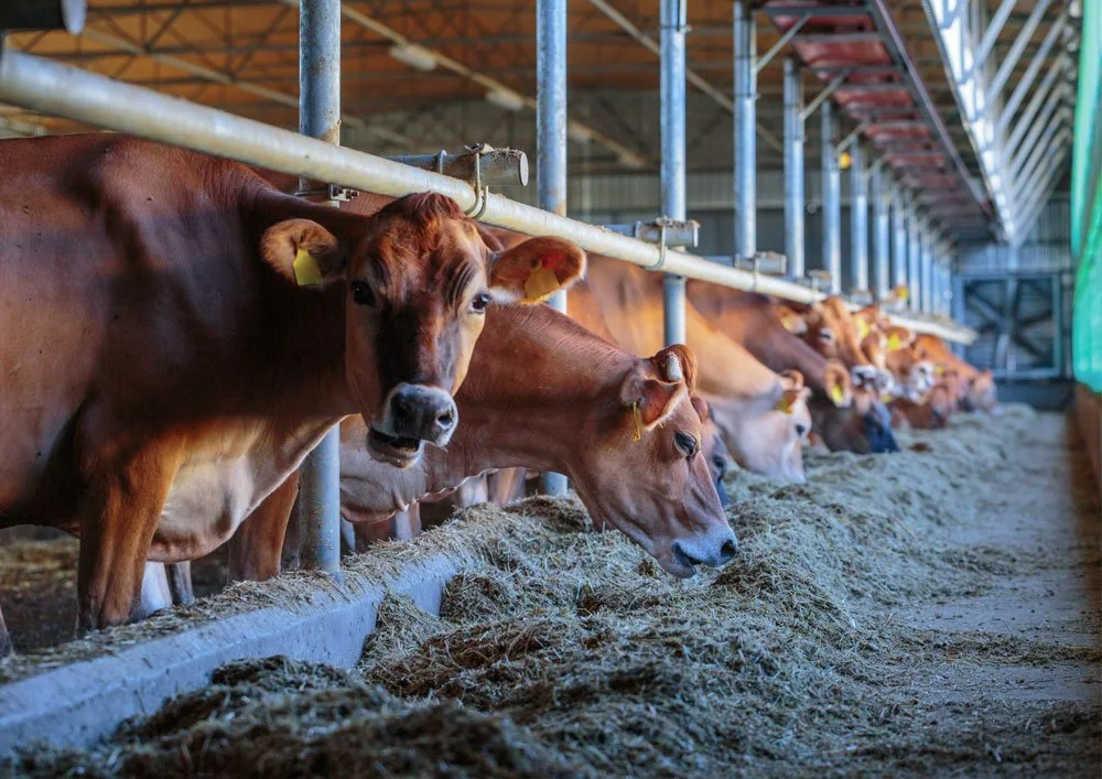 cows and cattle feeding on hay in barn