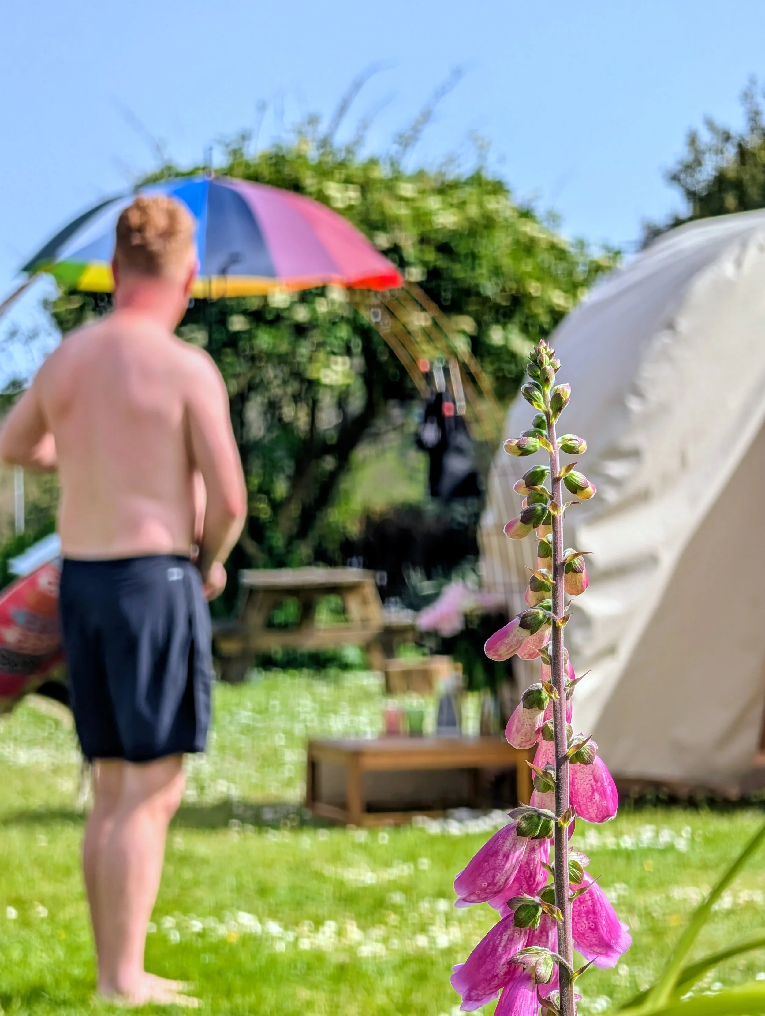A person in shorts stands in a garden, witha tall pink and purple flower stalk. The background includes a sauna tent, event tent, green lawn, trees and an outdoor table.