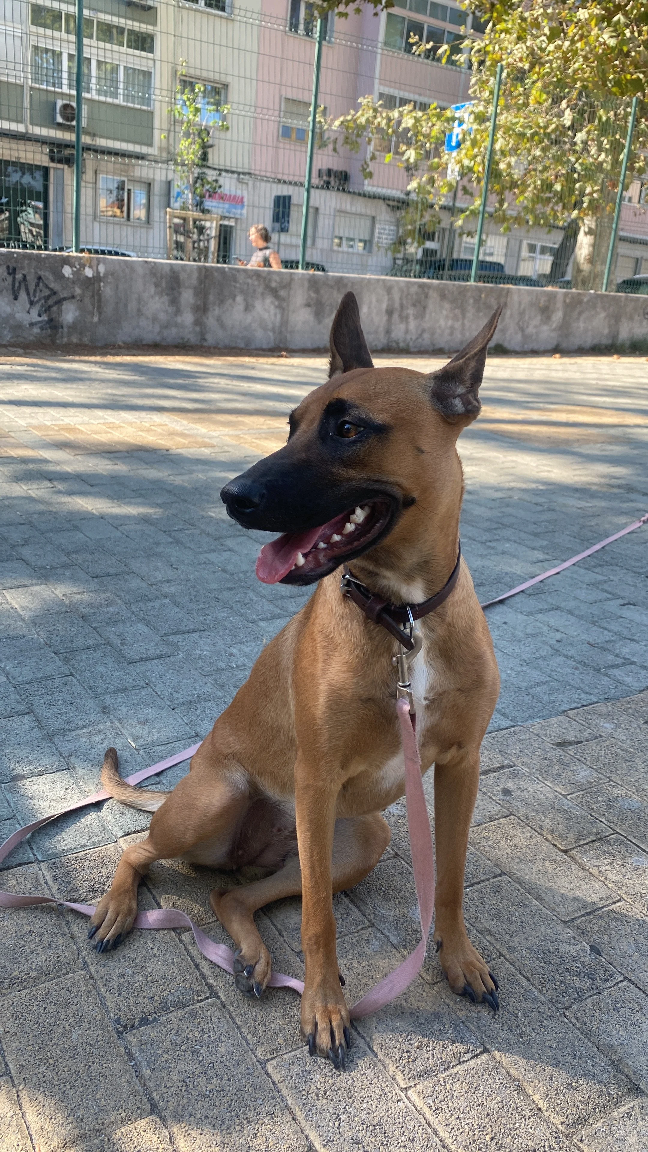 A tan dog with a black muzzle, sitting on a paved sidewalk with buildings and a tree in the background. The dog is on a pink leash and has its mouth open with its tongue out.