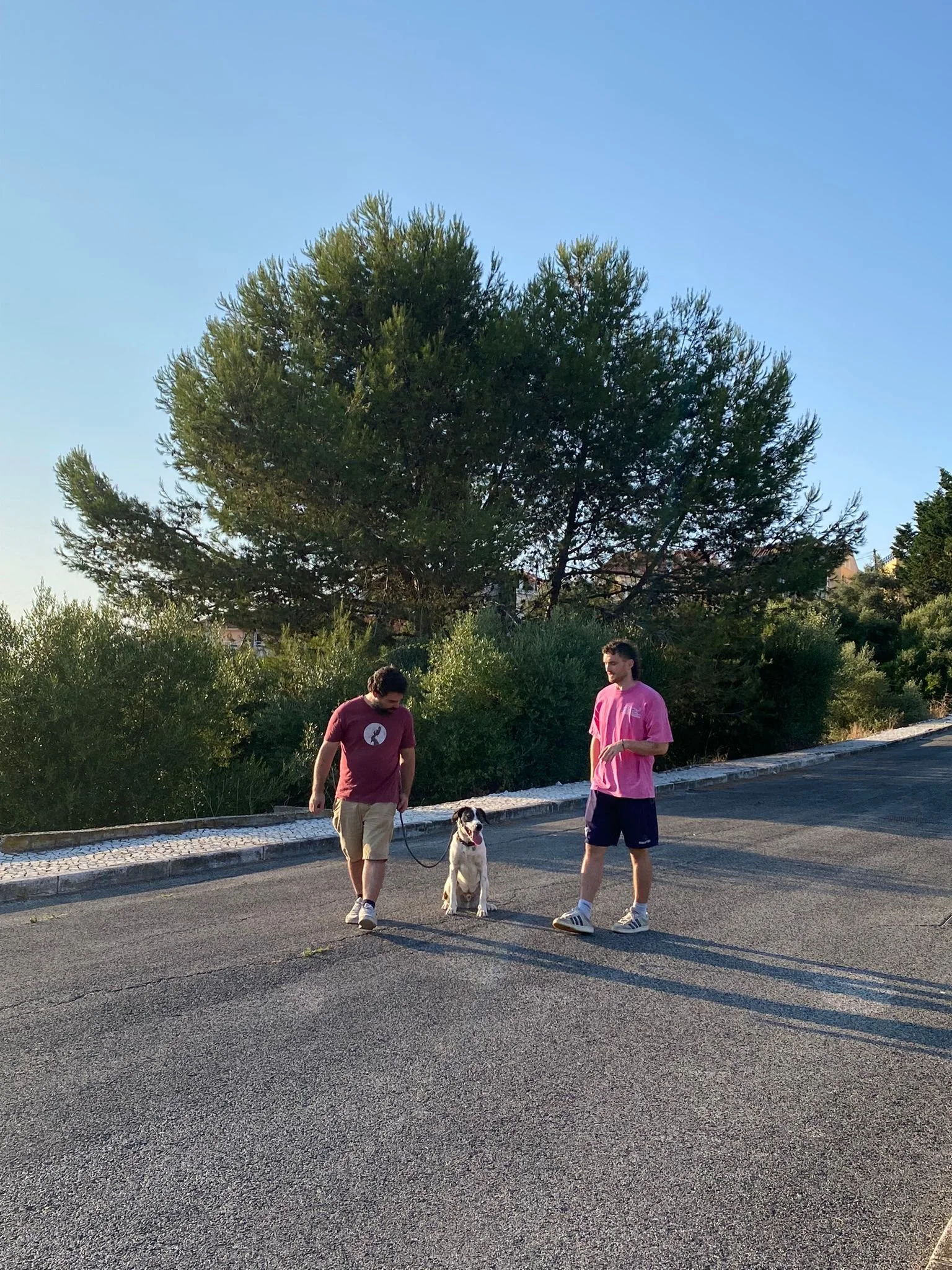 Two men walking a dog on a leash in an outdoor parking lot with trees and a clear blue sky in the background.