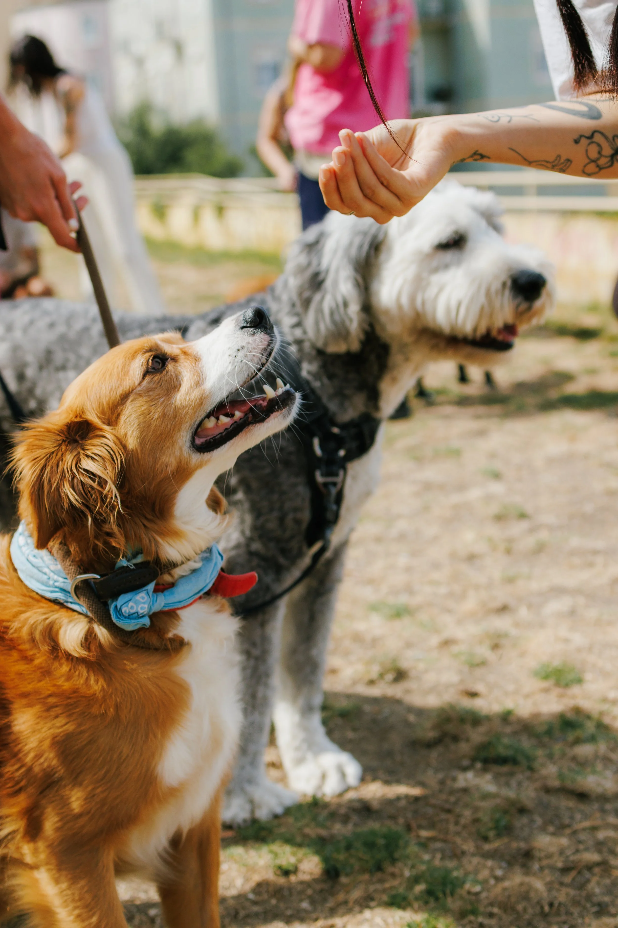 A person with tattoos is giving a treat to a white and gray dog, while a friendly golden retriever looks up at the person, both dogs outdoors with a blurred background.