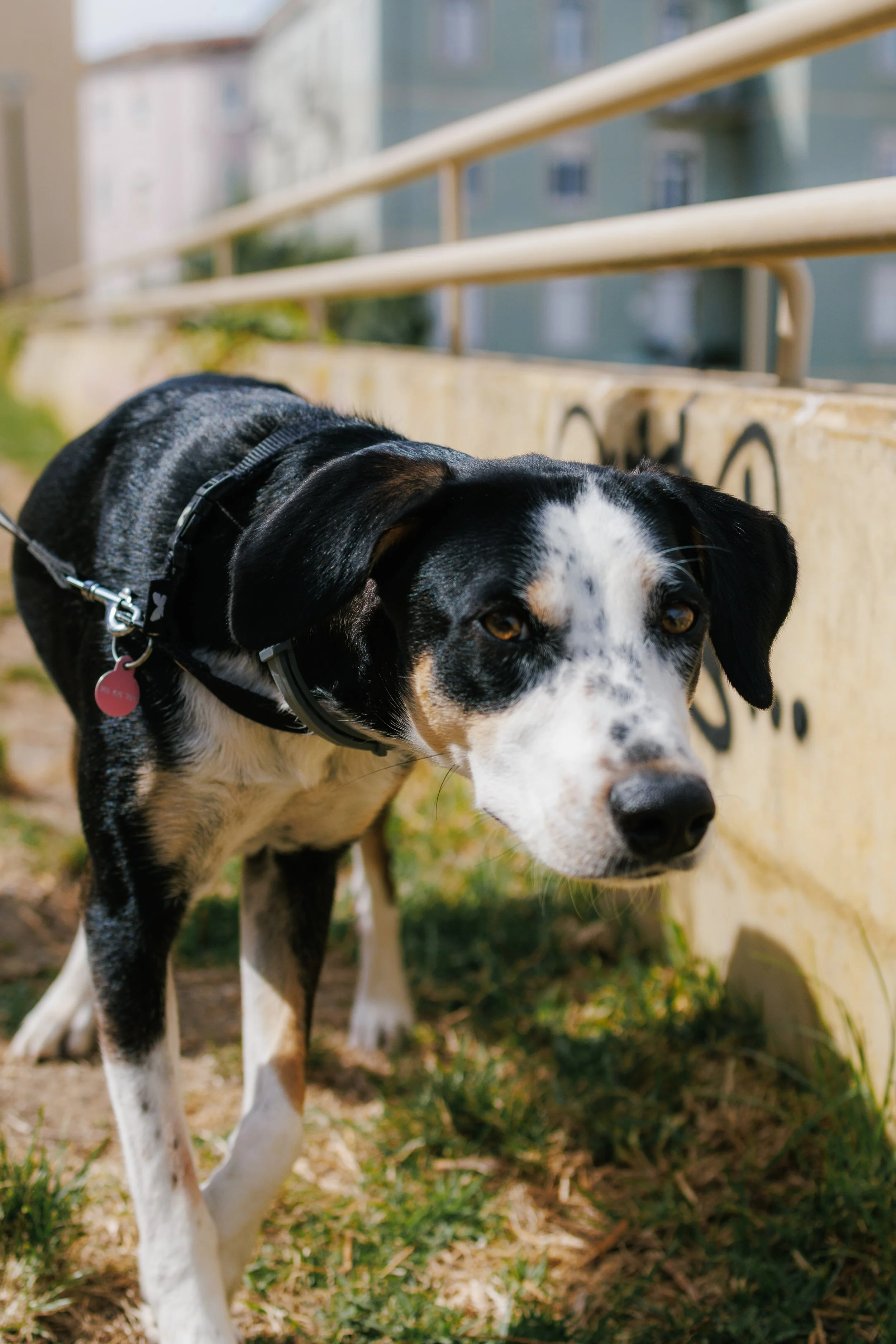 A black and white dog with tan spots stands outdoors near a yellow concrete barrier and a metal railing.