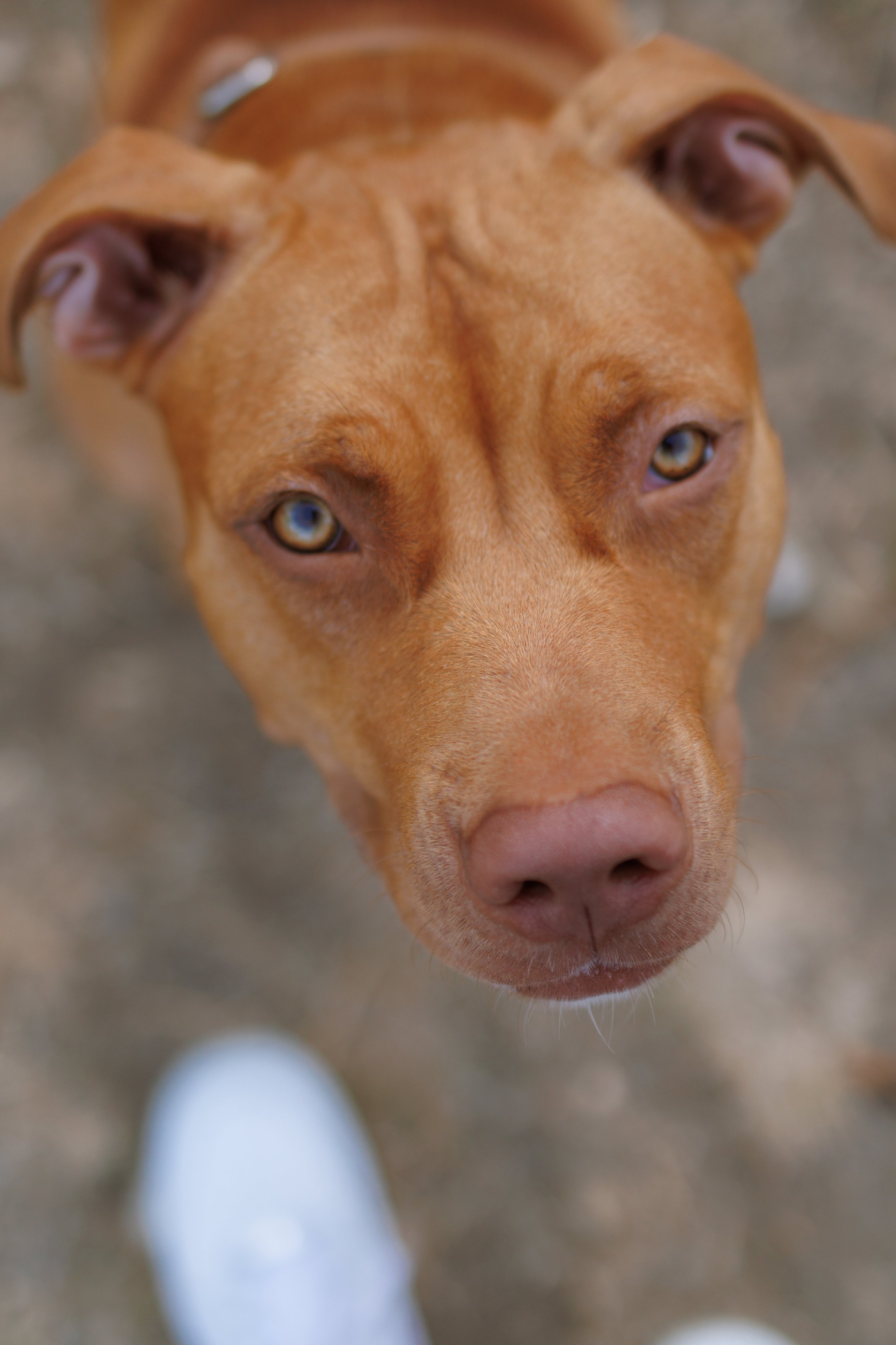 Close-up of a brown dog looking up, with a person's foot and a shoe visible in the lower part of the image.