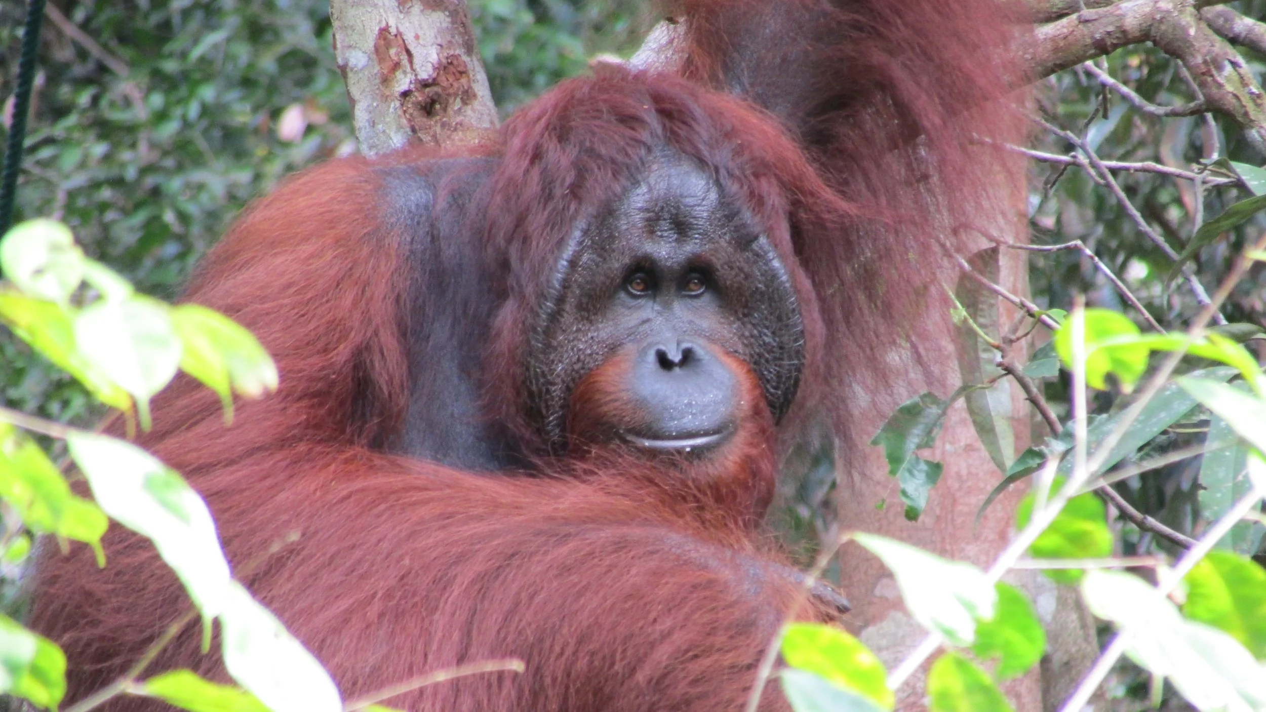 Kuching, Borneo