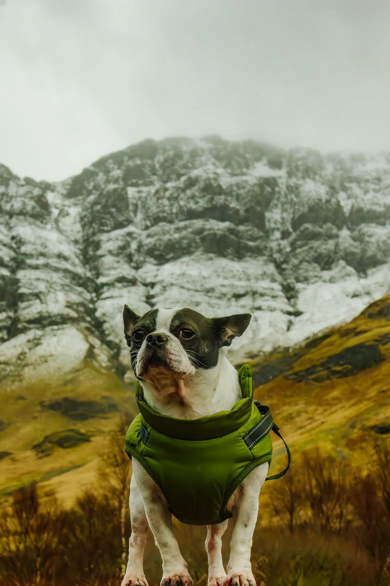 A small dog wearing a green vest standing outdoors in front of a rocky mountain landscape with mist and yellowish grass.