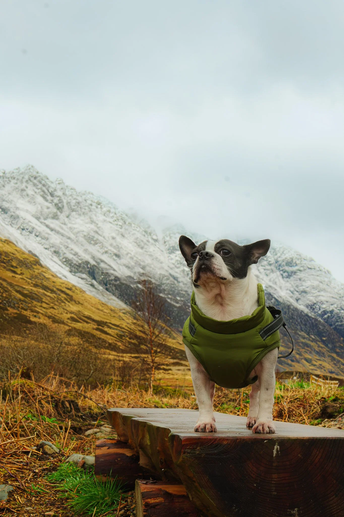 A small dog wearing a green harness stands on a wooden platform outdoors, with mountains and a cloudy sky in the background.