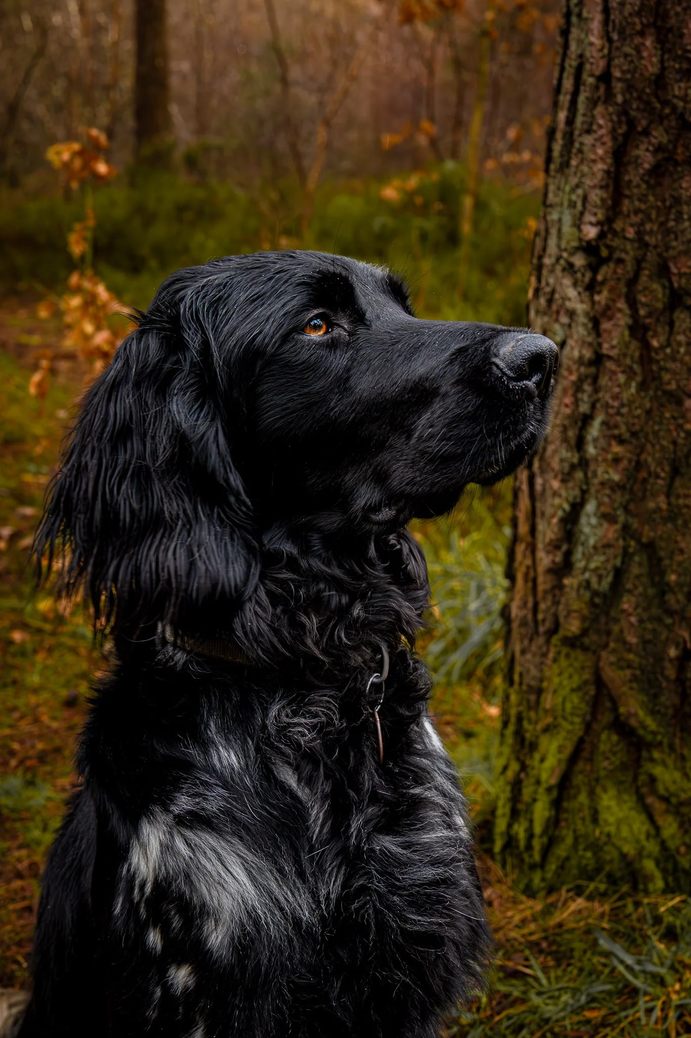 A black dog with long, wavy fur sitting outdoors in a forested area during autumn.