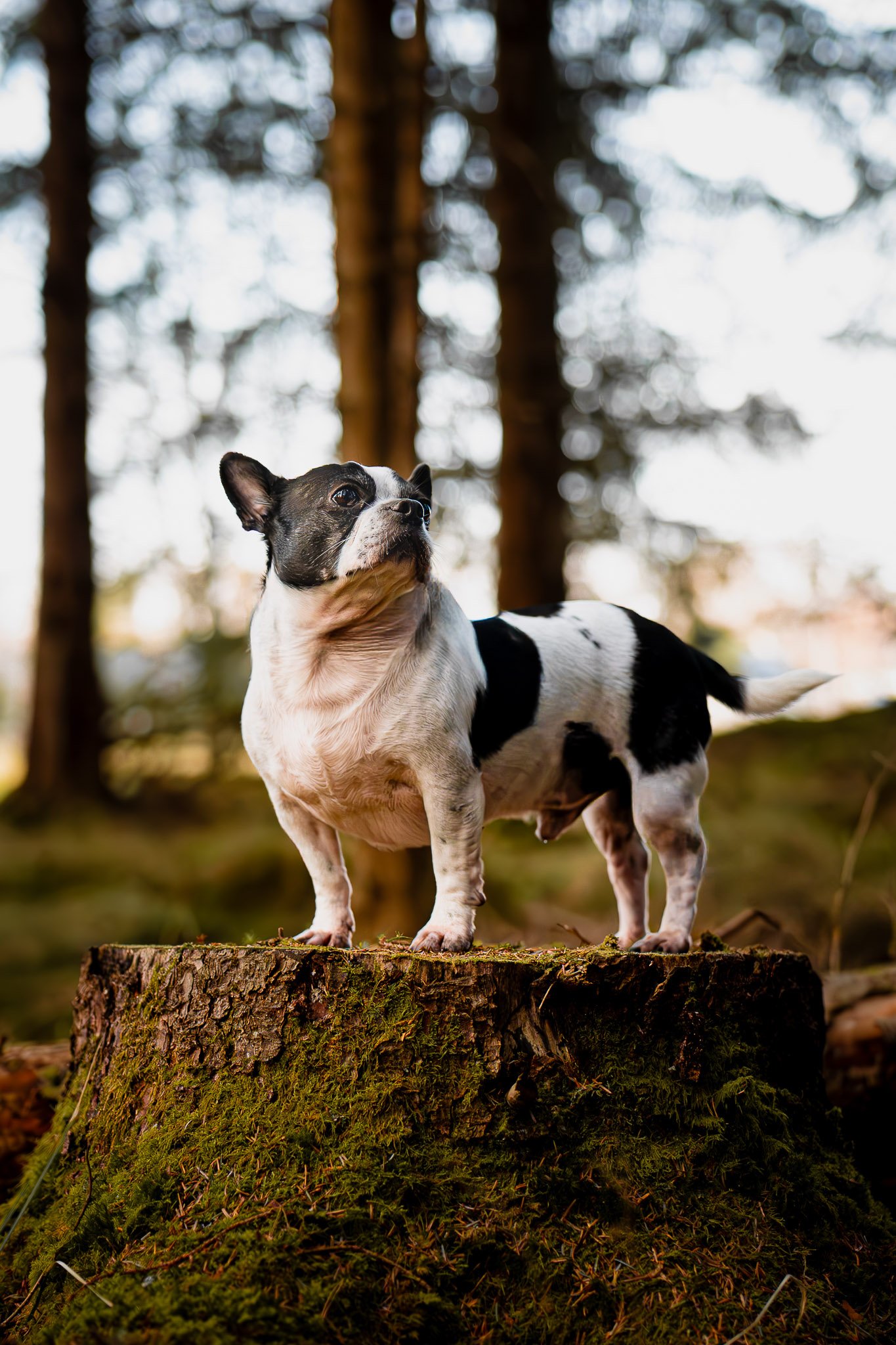 A black and white French Bulldog standing on a mossy tree stump in a forest.