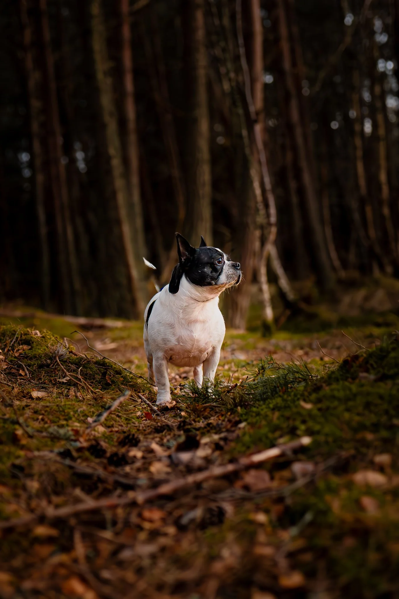 A Boston Terrier dog standing in a forest with tall trees and leaf-covered ground.