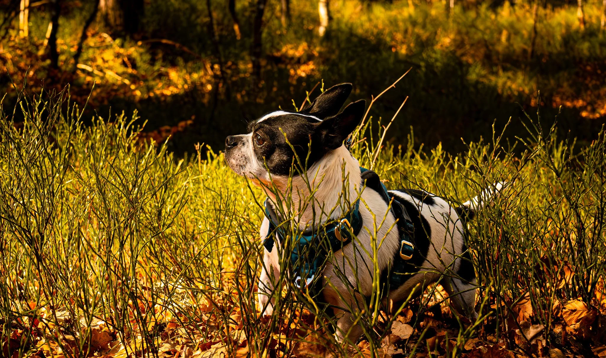 A black and white Boston Terrier dog wearing a harness standing in tall grass with autumn leaves and trees in the background.