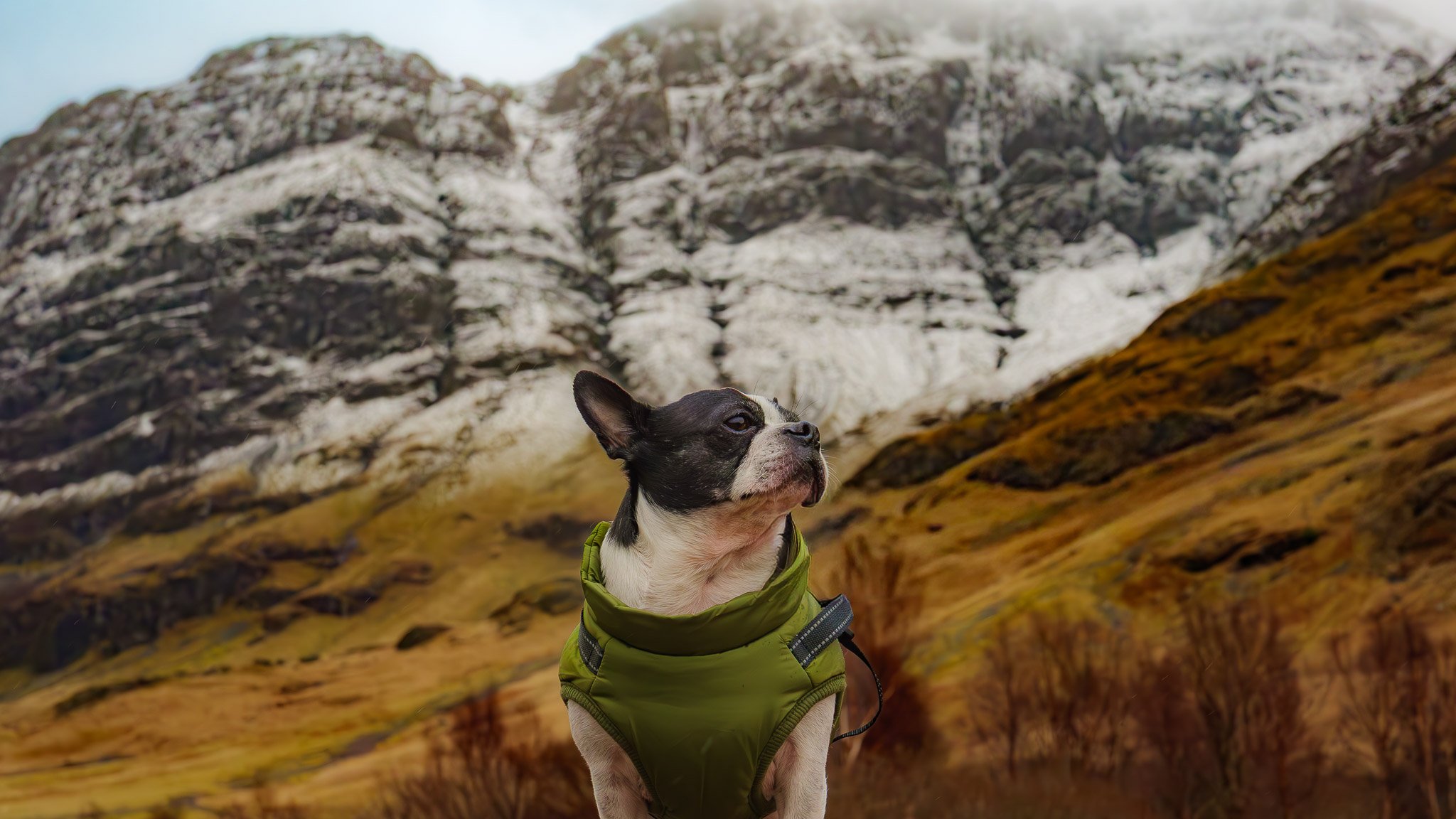 A small black and white dog wearing a green harness, sitting outdoors with a mountainous landscape in the background.