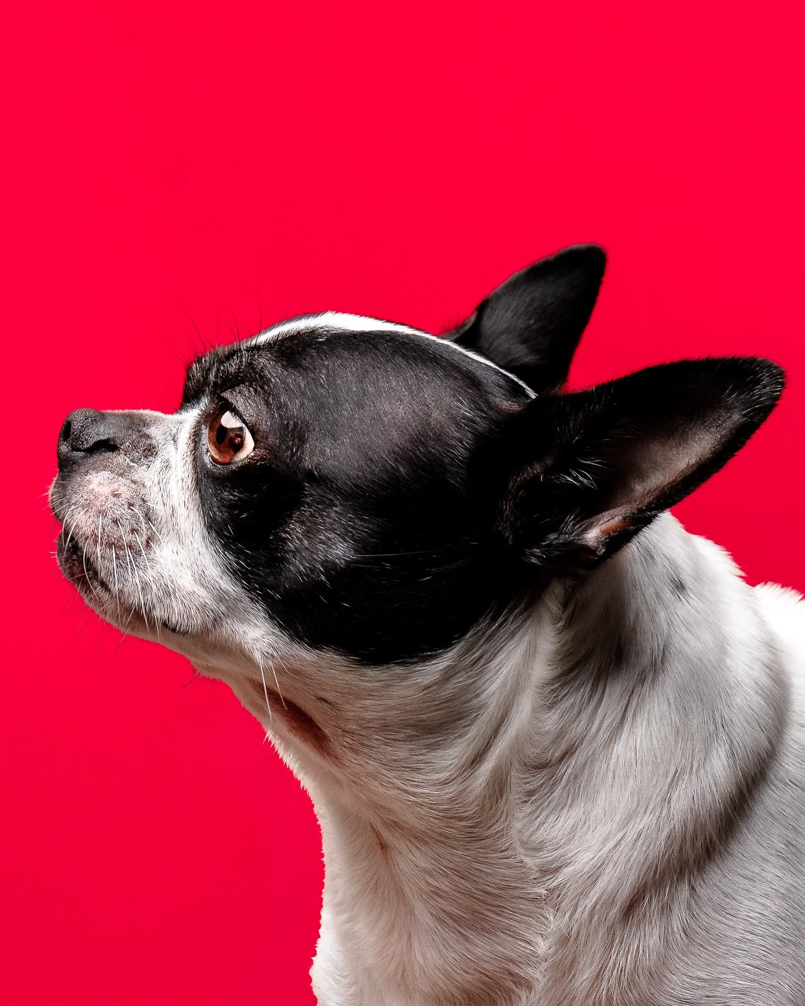 Close-up of a black and white dog with large ears and brown eyes against a bright pink background.