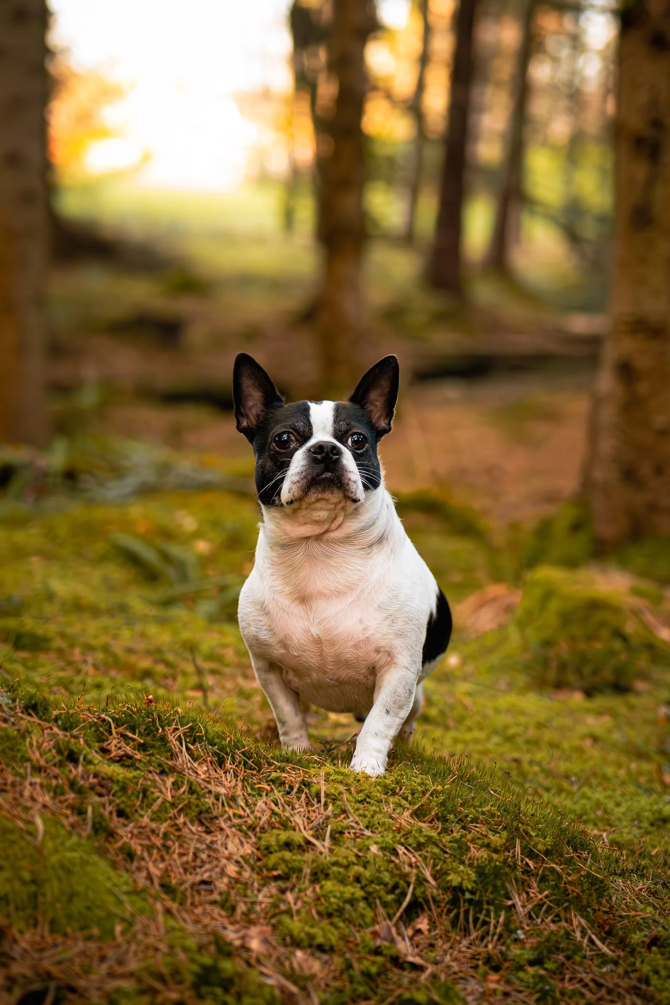 A black and white French Bulldog standing on mossy ground in a sunlit forest with trees and evening sunlight in the background.
