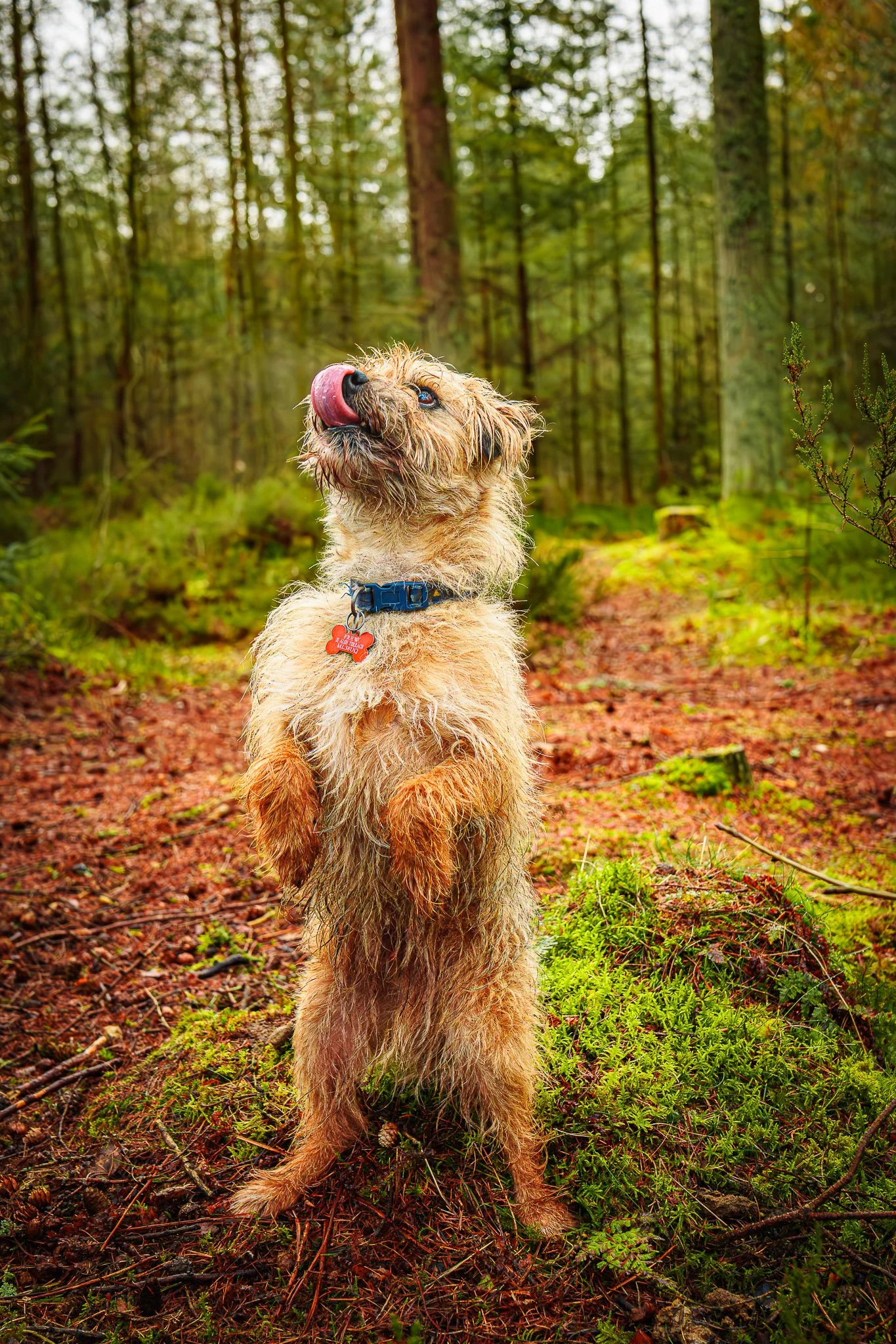 Wet, scruffy Golden Retriever standing on hind legs in a forest with green trees and moss, tongue out licking nose, wearing a blue collar with a red bone-shaped tag.