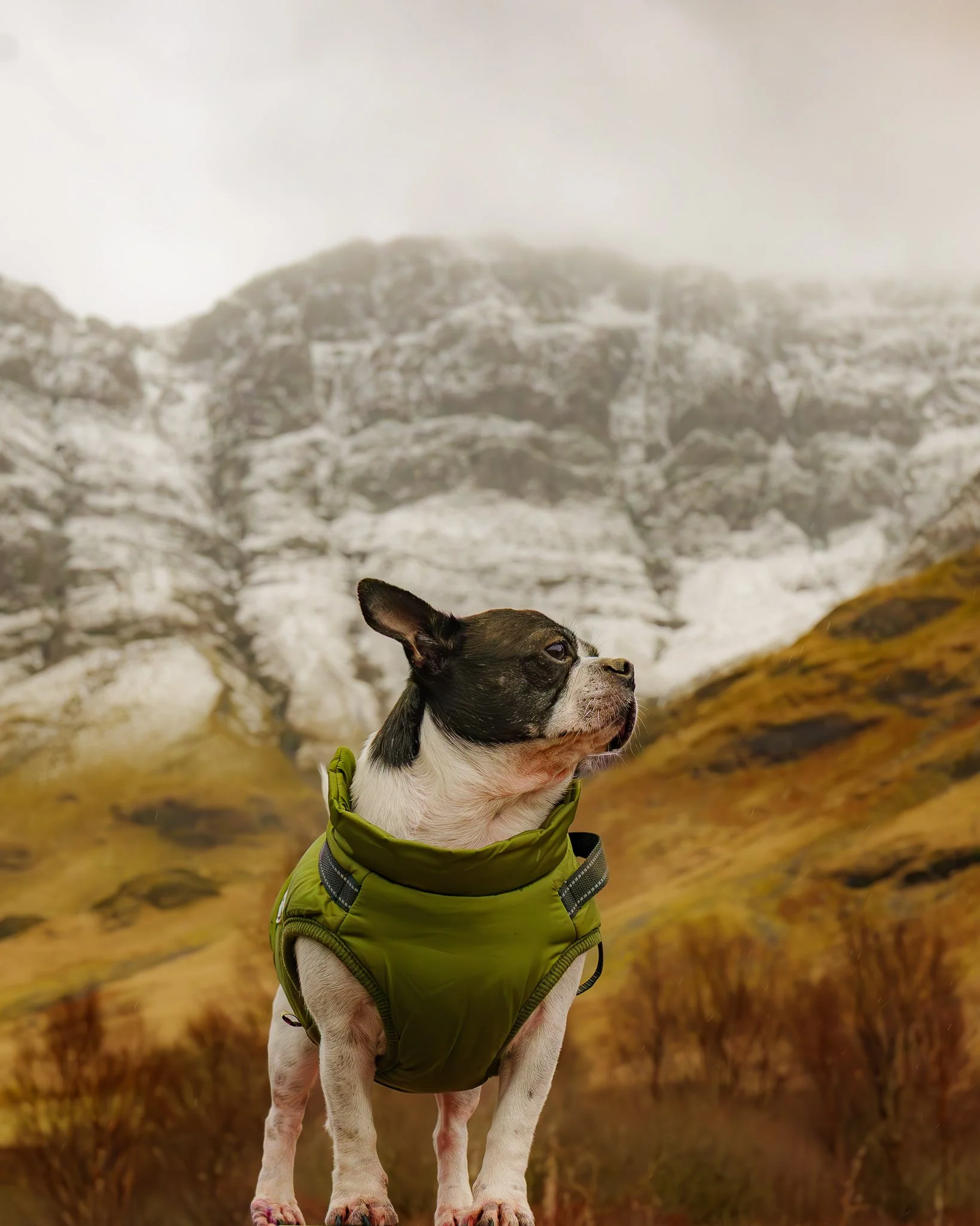 A small dog, possibly a Boston Terrier, wearing a green harness, stands outdoors in front of a mountainous landscape with snow-capped peaks and brown, grassy hills.