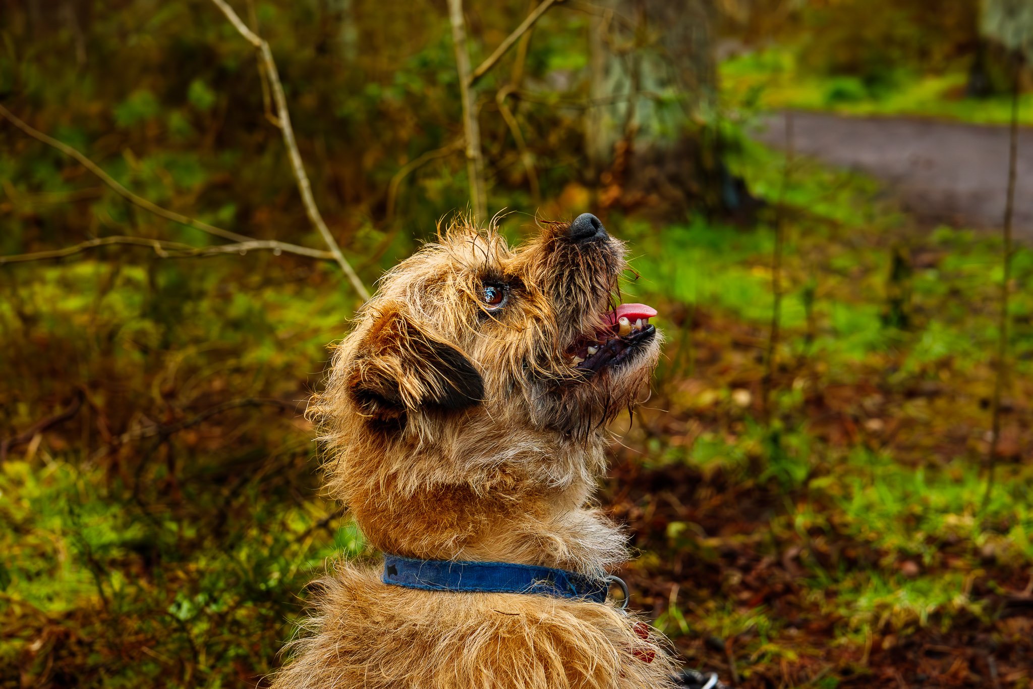 A scruffy brown dog with a blue collar looking up outdoors on a forest trail.