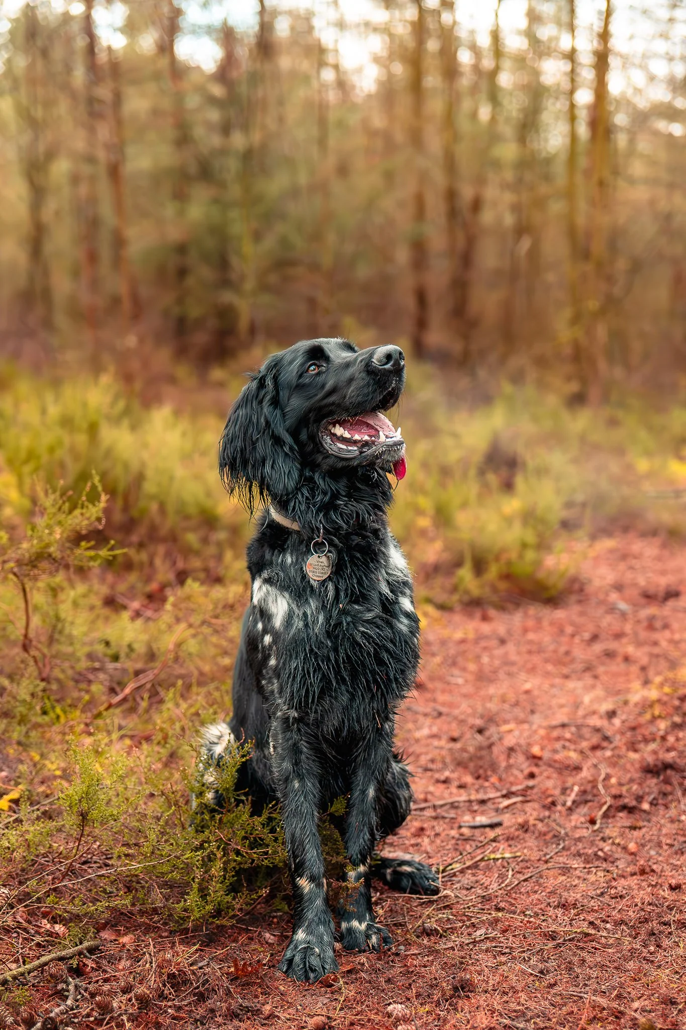 A black and white dog sitting on a woodland path with trees and greenery in the background, looking upward with an open mouth and tongue out.