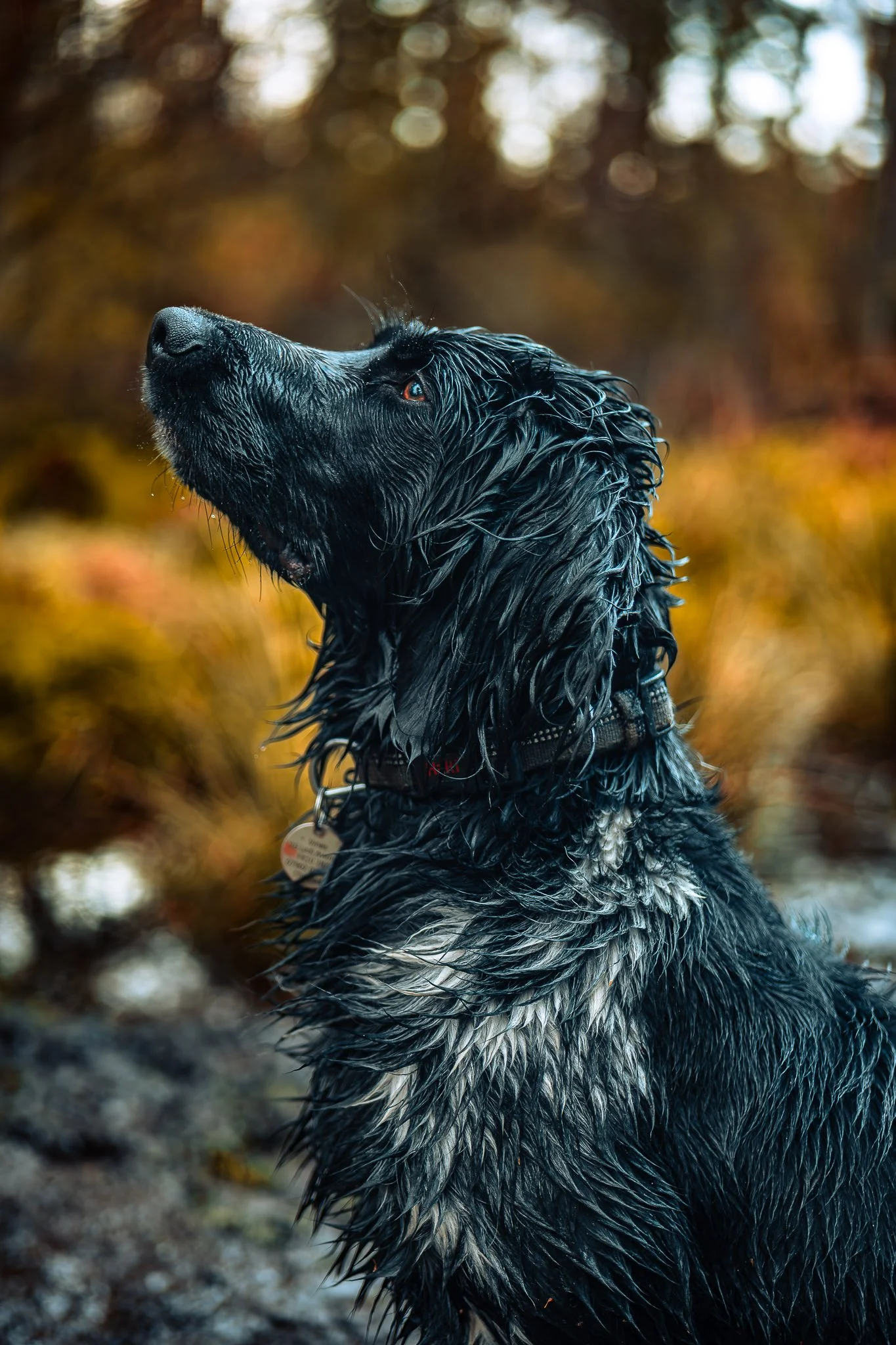 Wet black dog with long fur sitting outdoors during fall with blurred trees and foliage in the background.