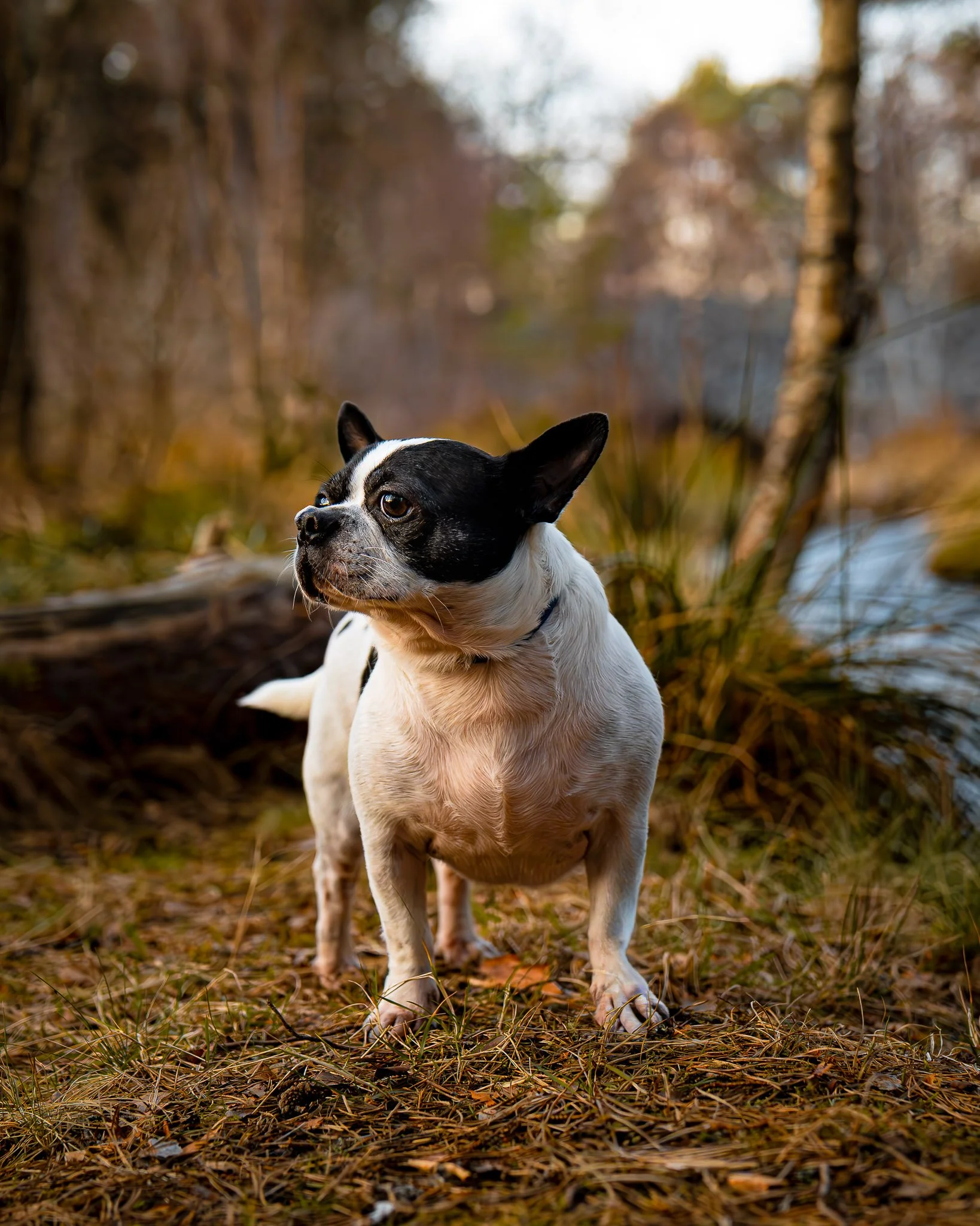 A small black and white dog, possibly a French Bulldog, standing outdoors on a bed of pine needles in a wooded area during sunset.
