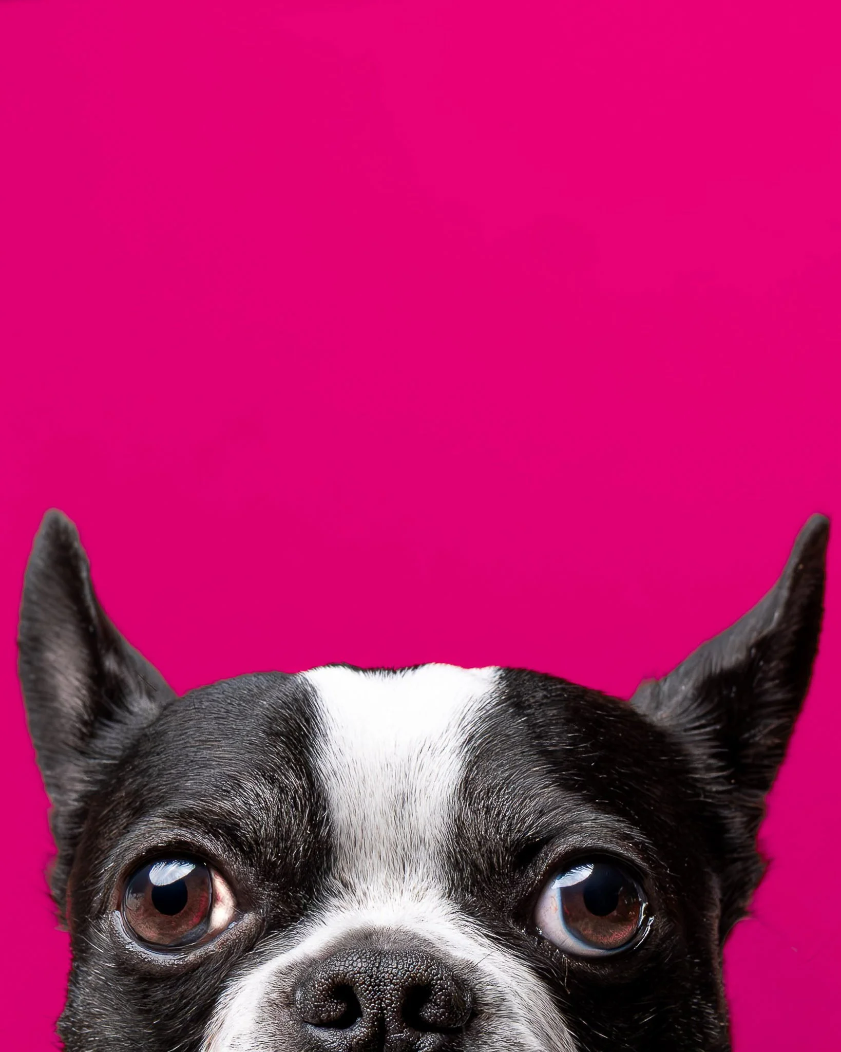 Close-up of a black and white Boston terrier dog's face with a pink background.