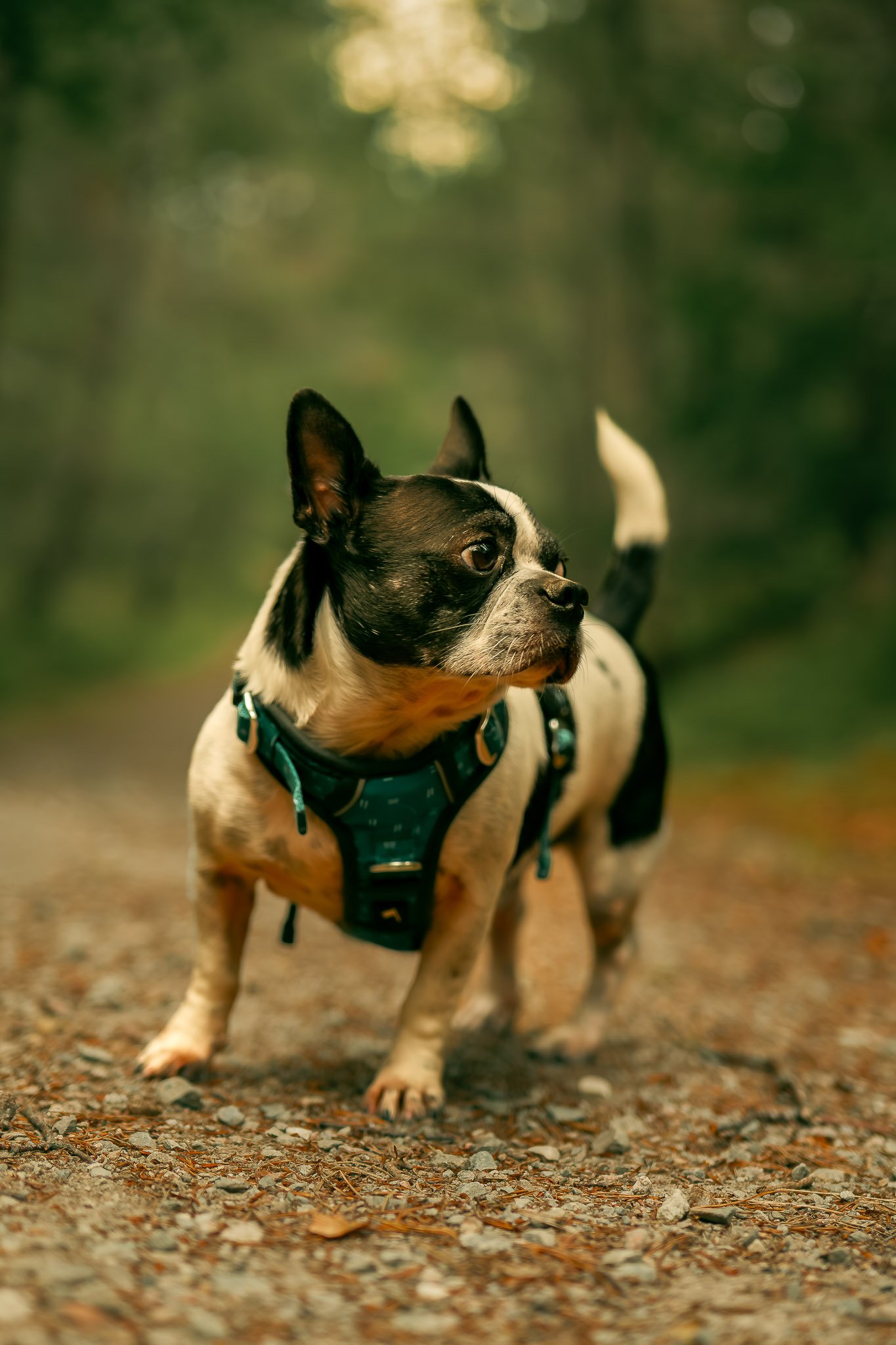 A small black and white dog, possibly a French Bulldog, standing on a dirt trail in a forest, wearing a teal harness.