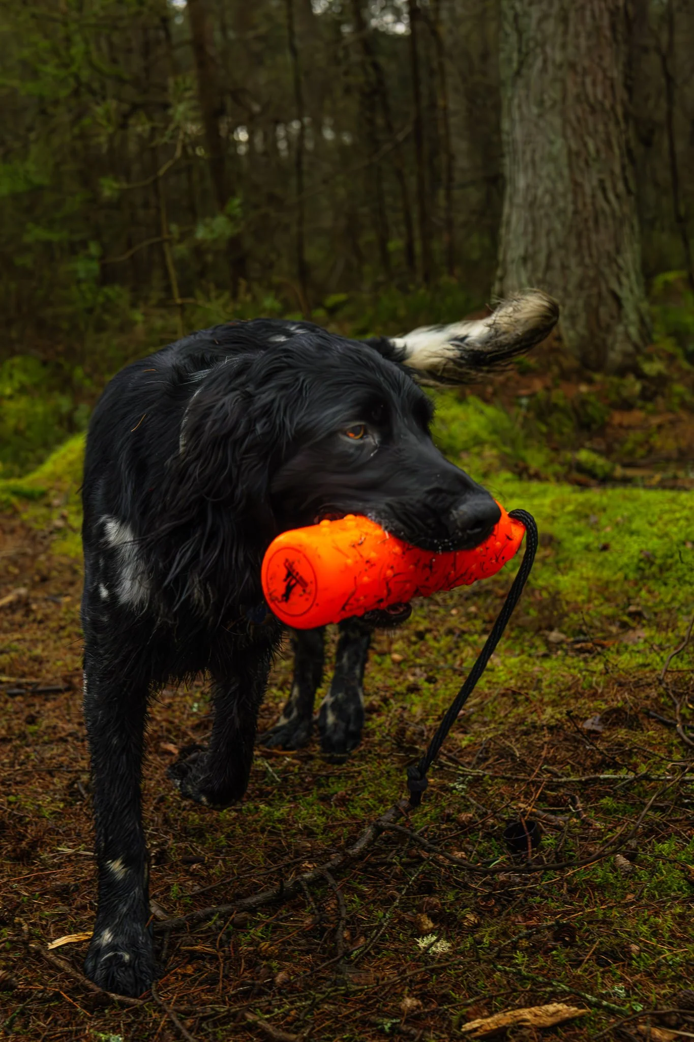 A black and white dog carrying an orange training dummy in its mouth in a forest setting.