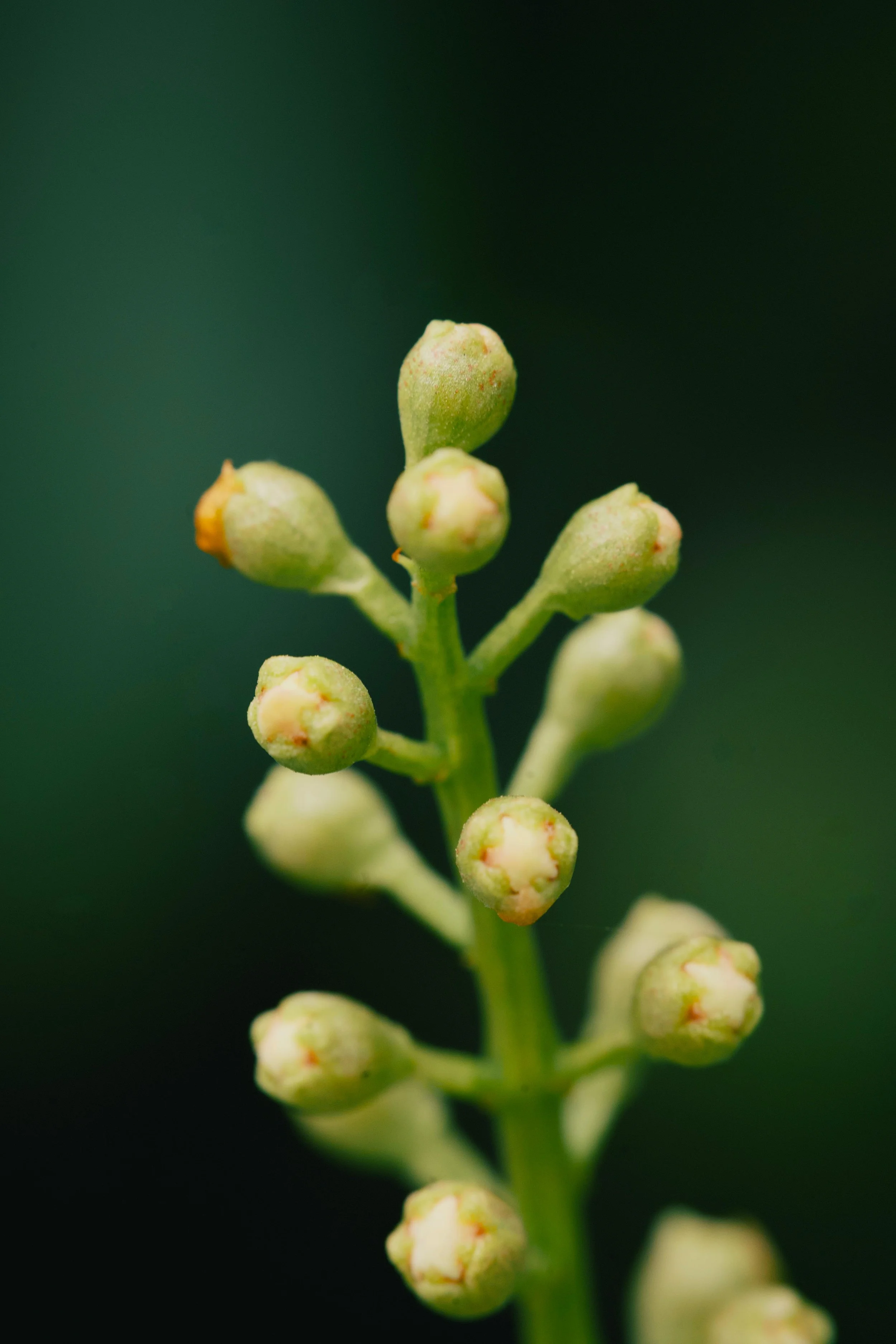 Close-up image of small, developing flower buds on a green plant with a blurred green background.