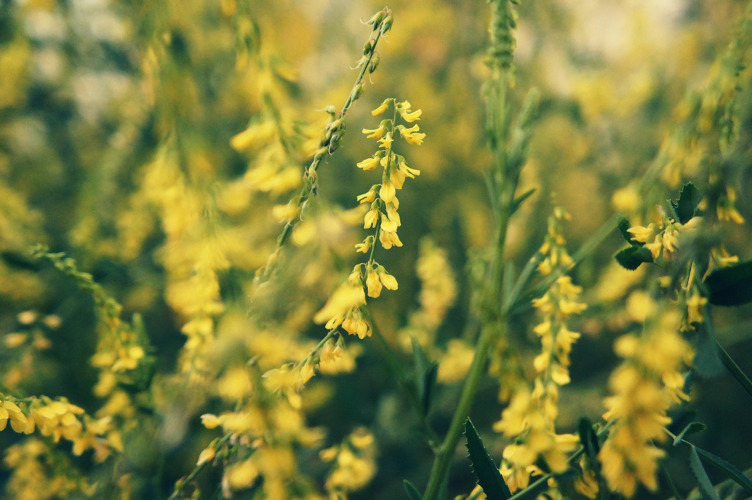 Close-up of yellow flowering plant with green leaves, blurred background of similar plants.