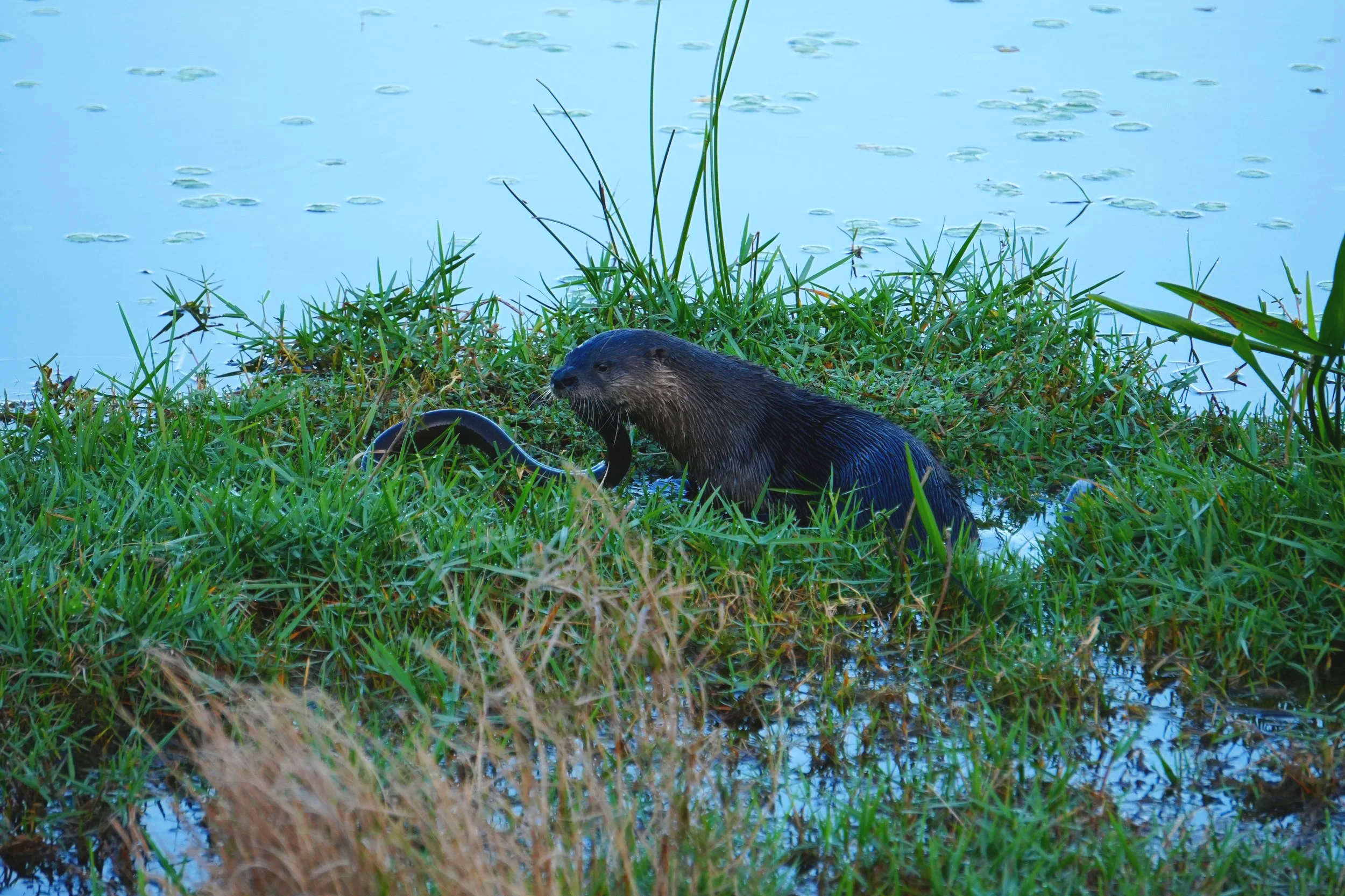 otter.png