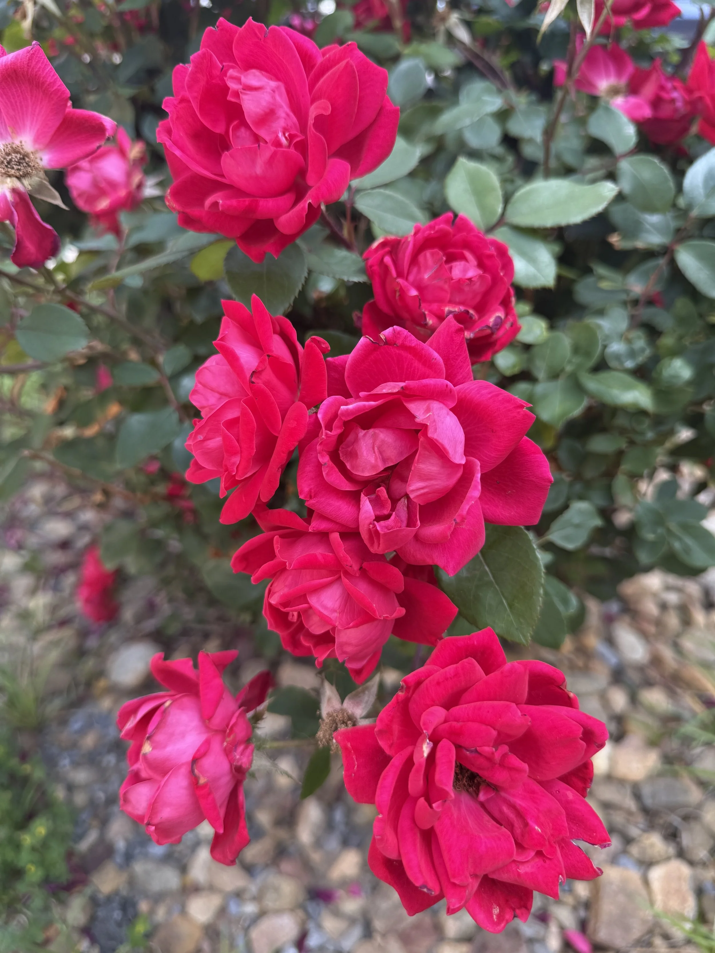 Bright pink roses blooming on a green bush with a blurred natural background.