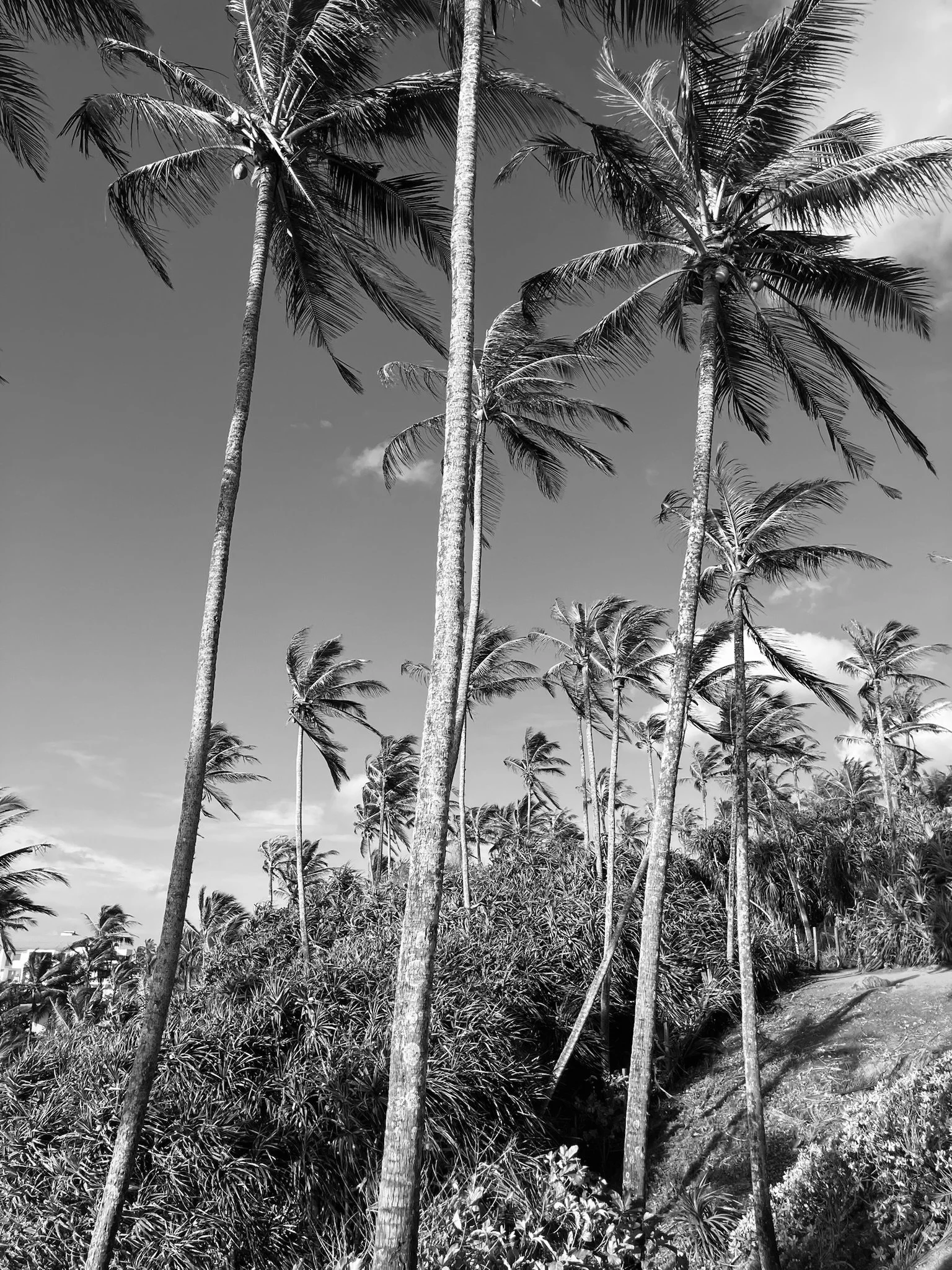 A black and white photograph of tall palm trees in a tropical setting, with a clear sky and some clouds in the background.