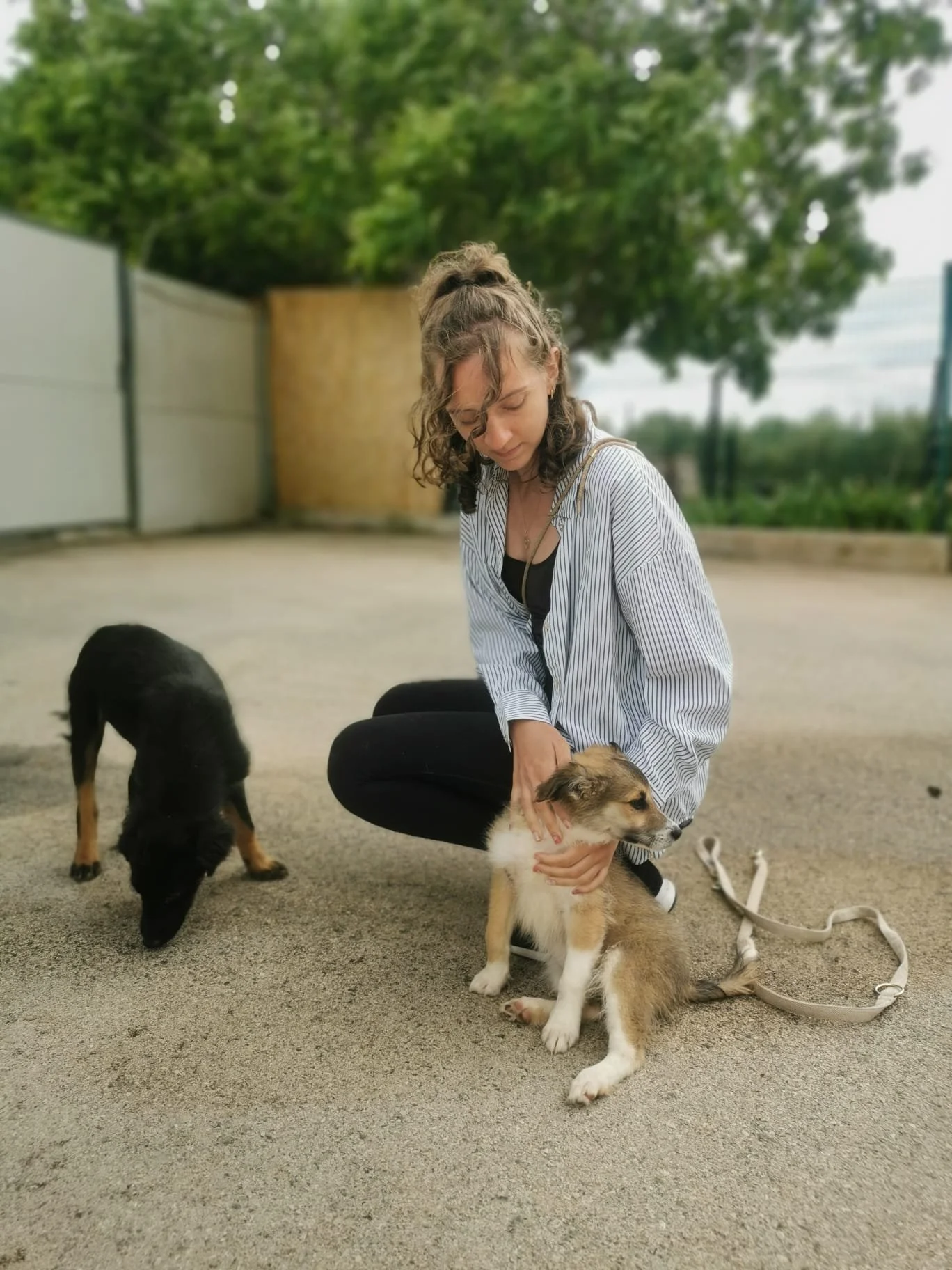 A young woman with curly hair in a ponytail kneeling on the ground, gently holding a puppy. The puppy is sitting on the ground with a beige, white, and black coat and is looking to the right. Another black and brown puppy is sniffing the ground nearby, and a third puppy with a black and white coat lies on the ground with legs stretched out. The scene is outdoors with a tree, a wooden and metal fence, and buildings in the background.