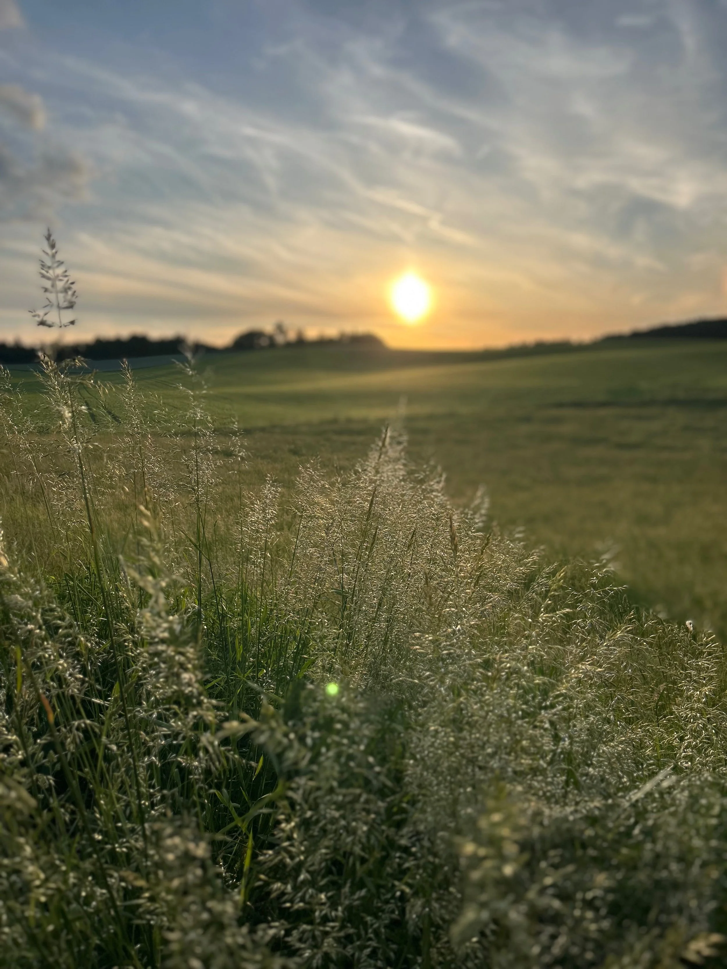 Malerischer Blick auf eine Wiese bei Sonnenuntergang mit hohem Gras im Vordergrund, eine Baumreihe in der Ferne und einem bewölkten Himmel, während die Sonne nahe dem Horizont steht.