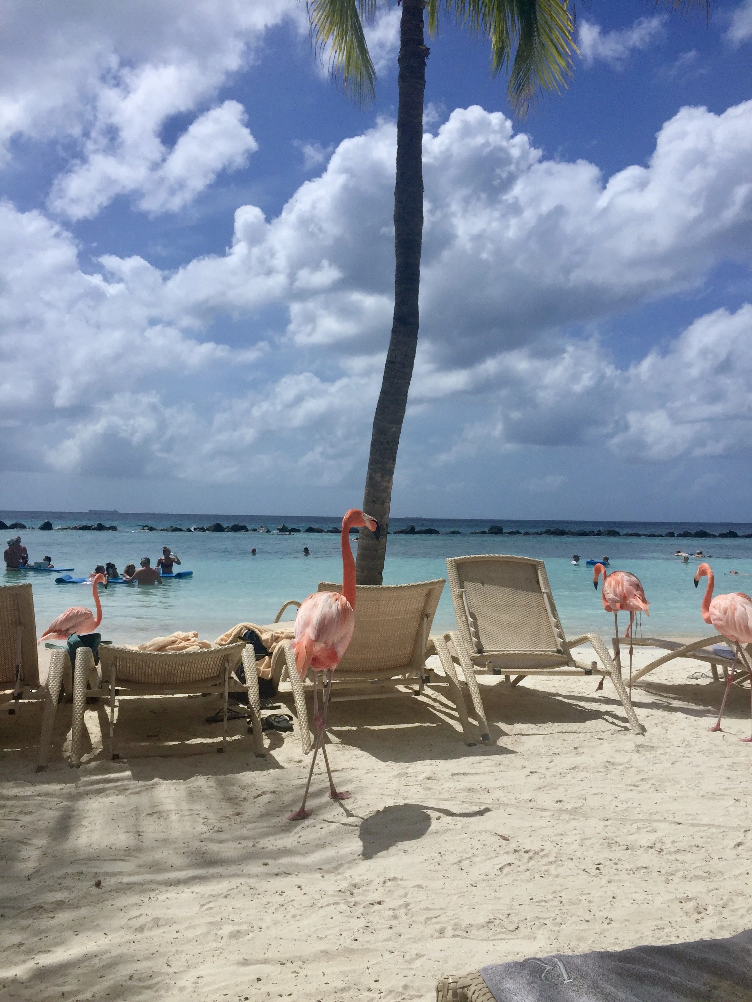 A beach scene with pink flamingos standing on the sand in front of lounge chairs. The background shows a lake with people swimming and a palm tree, clouds in the sky, and an ocean horizon.